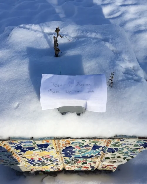  Little Owl out on it’s own for the first time. 