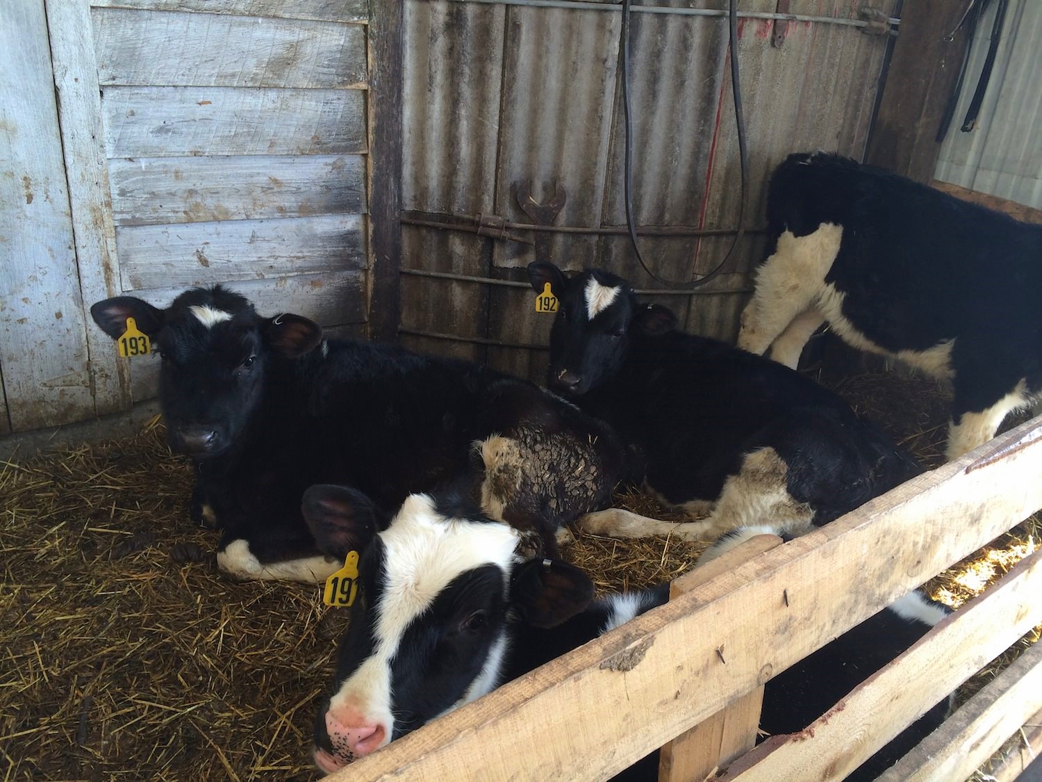 barn basement cows 2.JPG