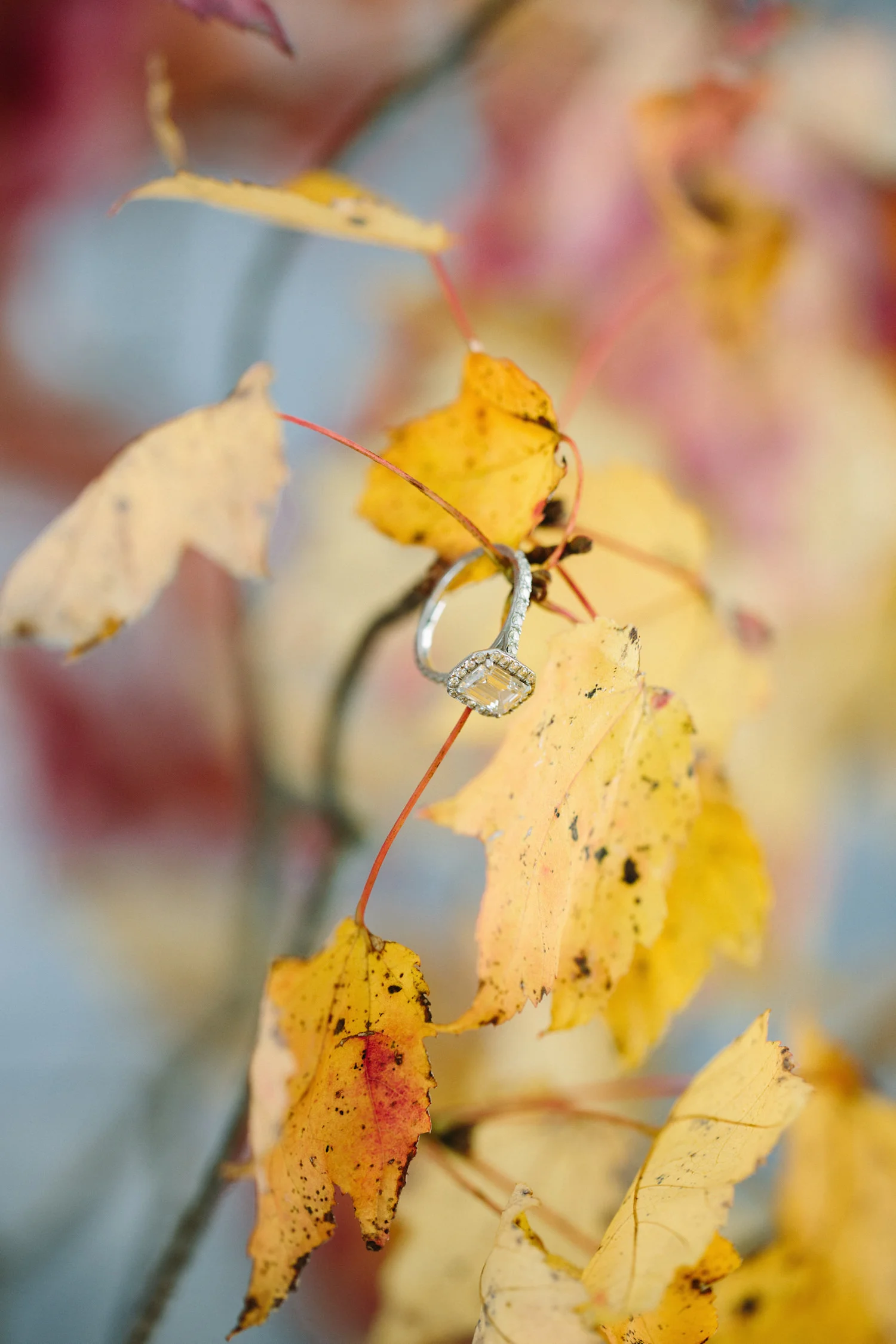 LZFaves_0020.jpg