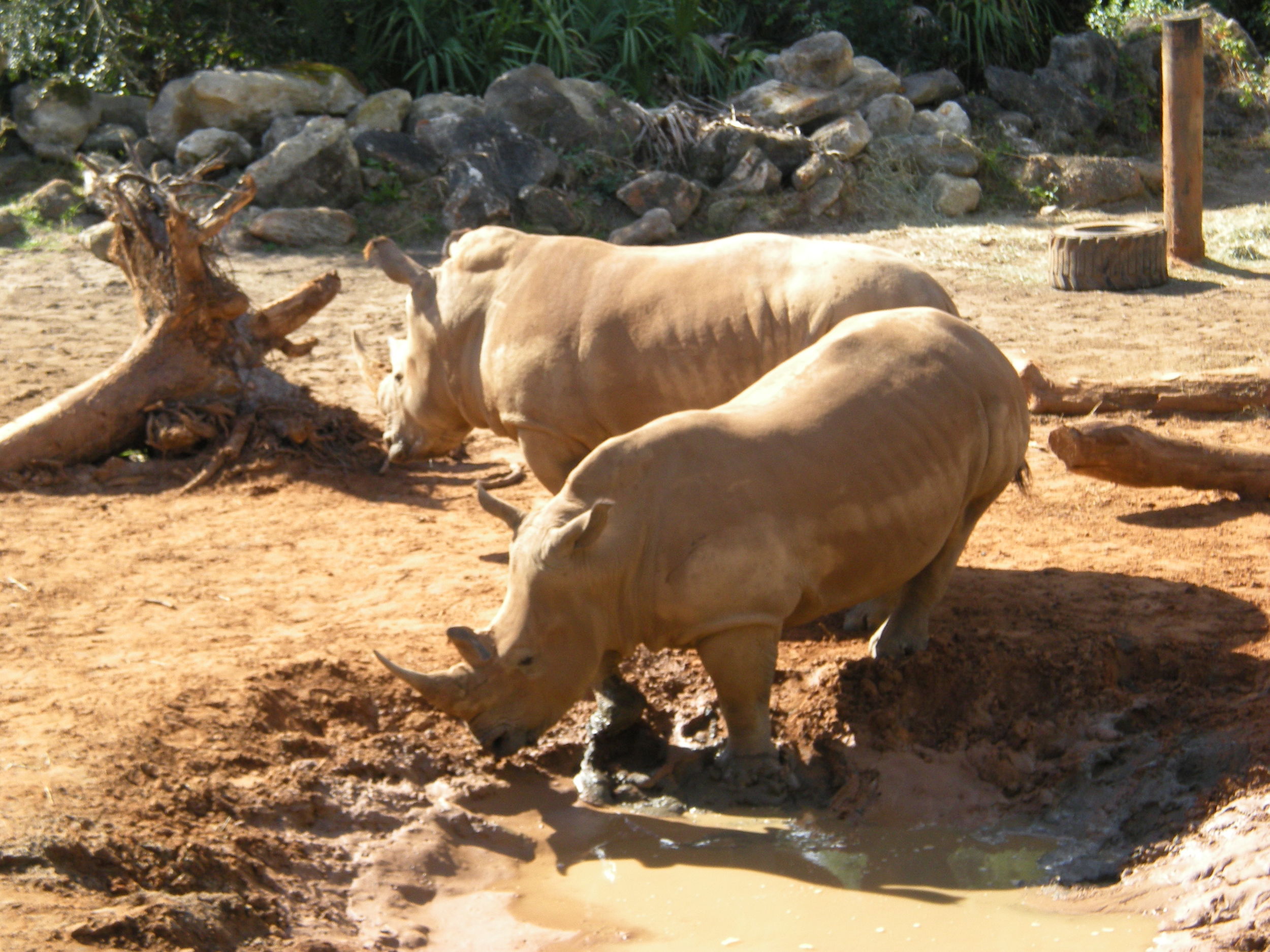 White_Rhino_Brevard_Zoo.jpg