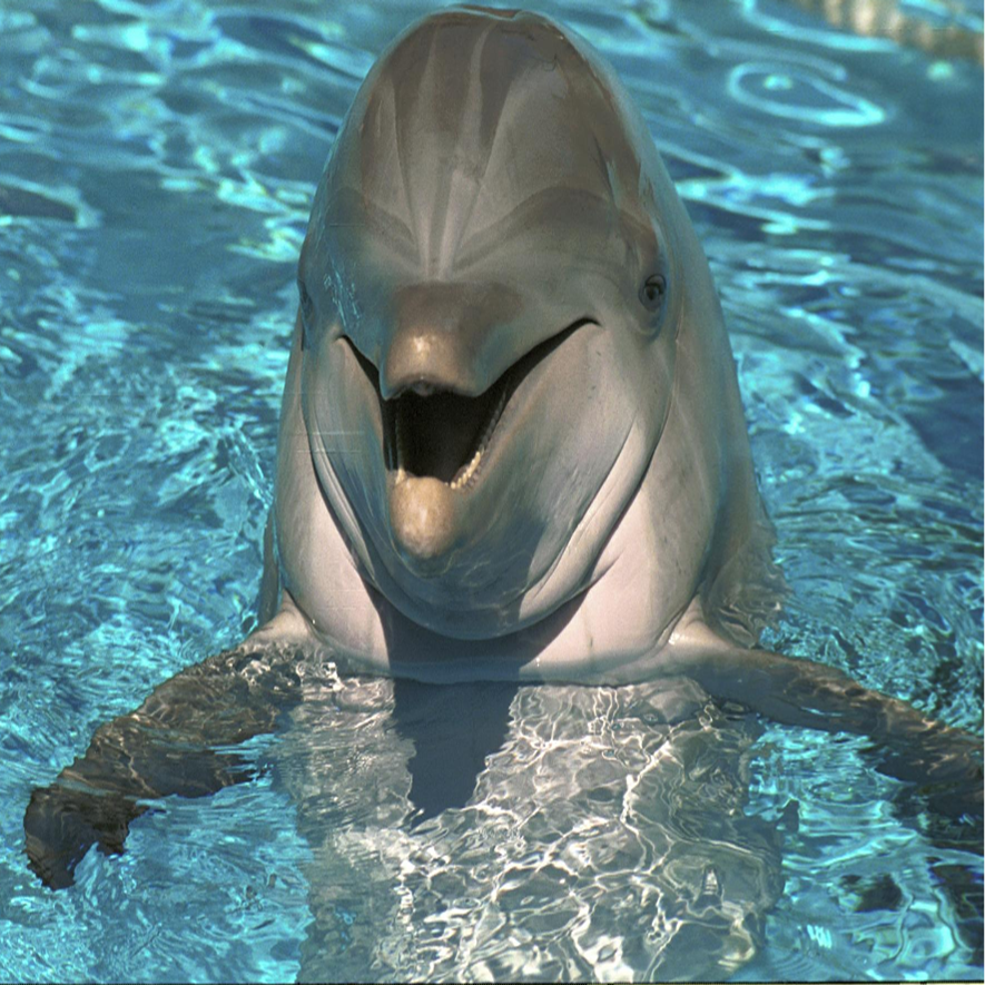 dolphin swin.png