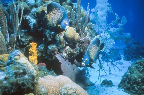 half-moon-cay-snorkel-by-boat-half-moon-cay-the-bahamas-l.jpg