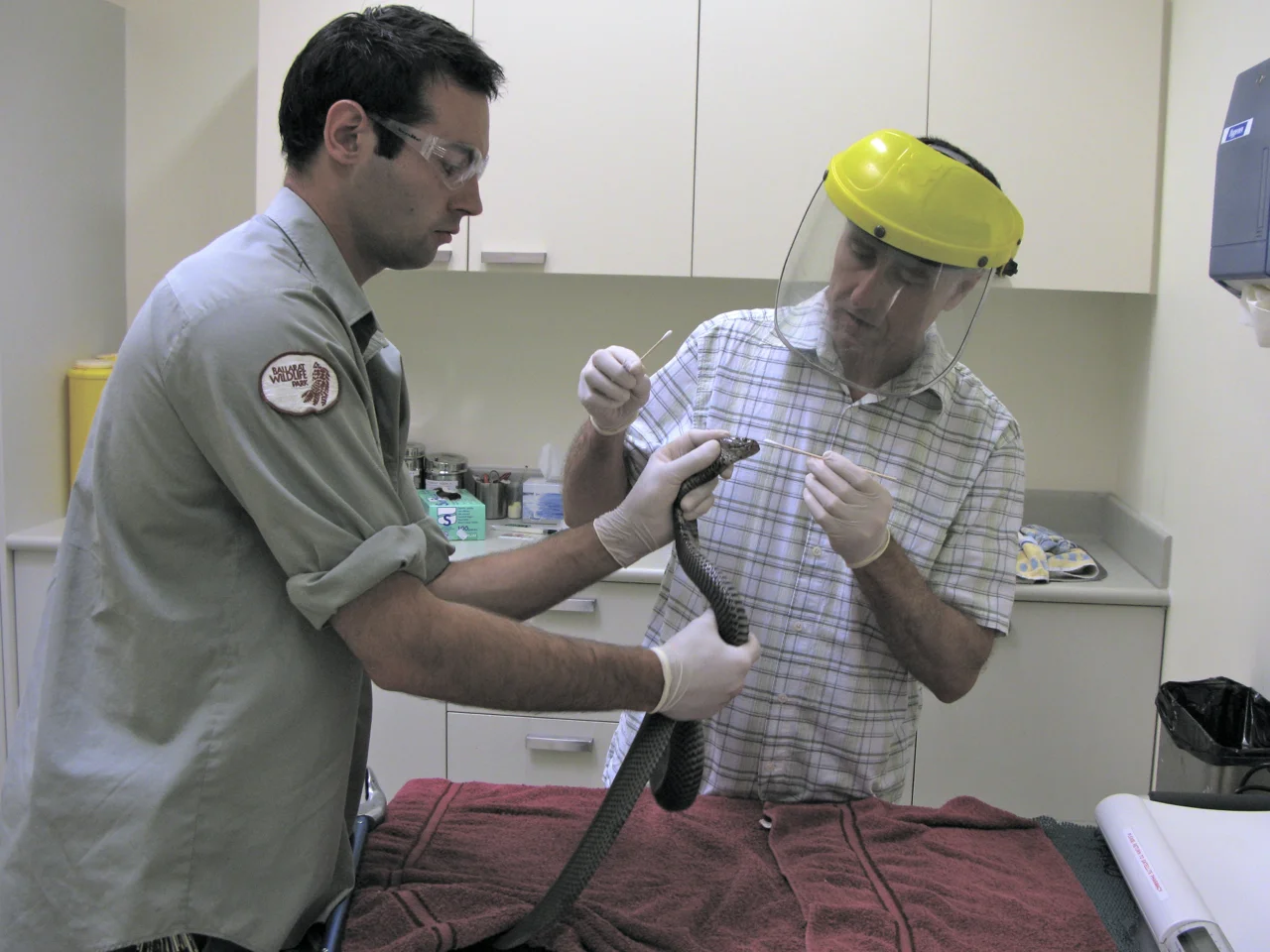 Spitting Cobra examination for Wildlife Park
