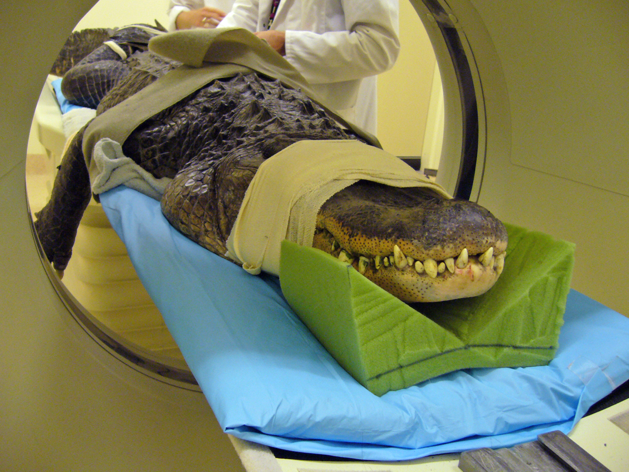 Alligator undergoing a CT scan