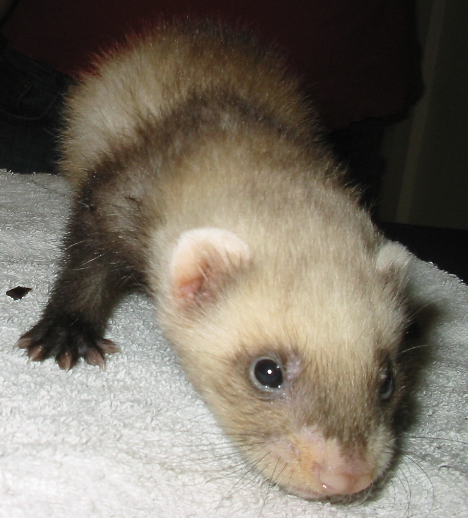 6 Week old Ferret Pup