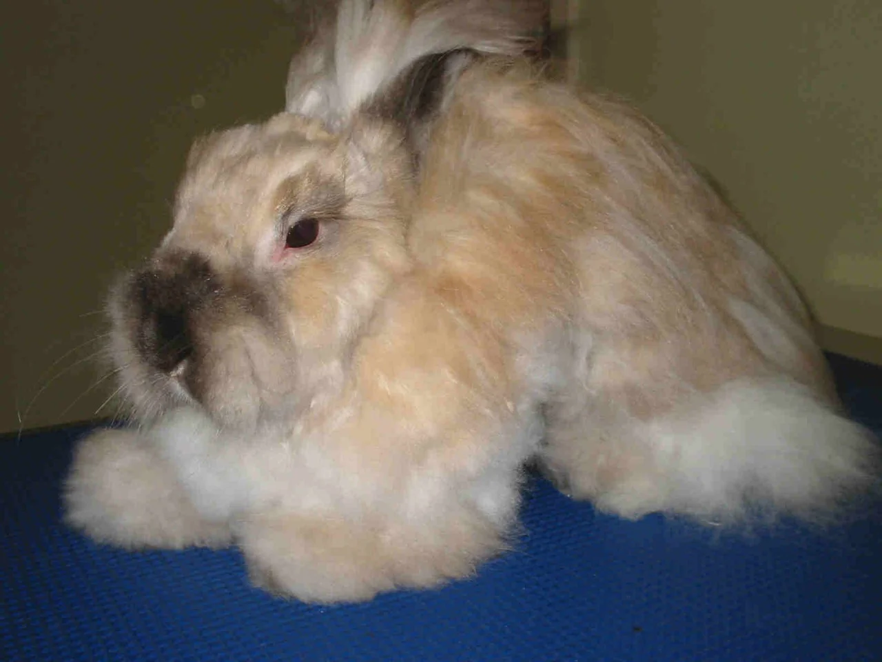 Long haired rabbits like this Cashmere require daily grooming
