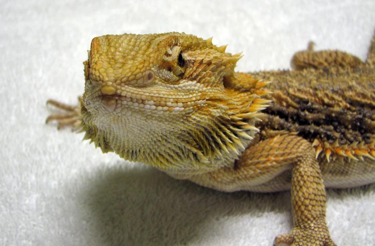 Bearded Dragons are popular as pets