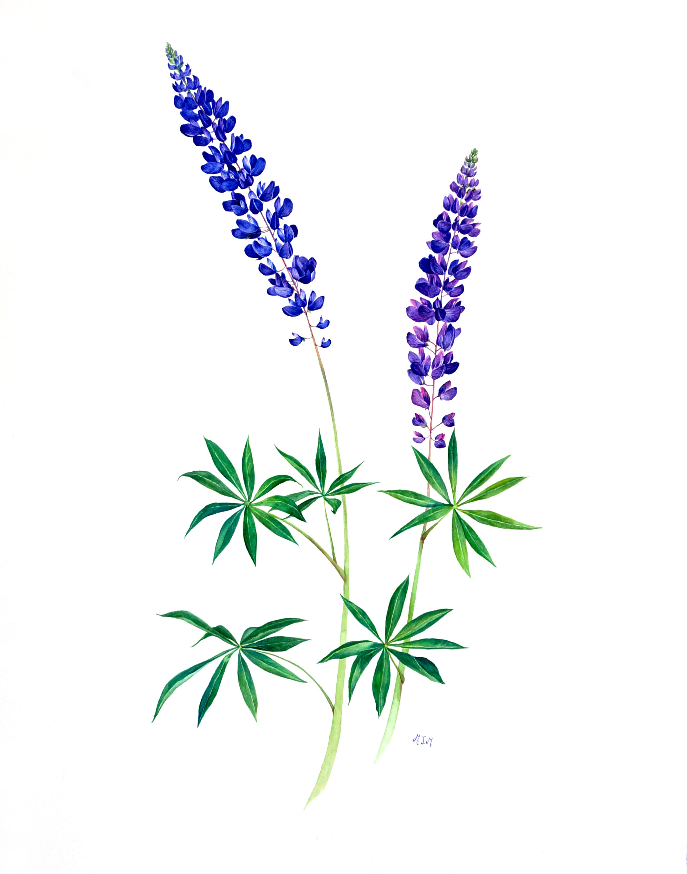 Lupin, Watercolor