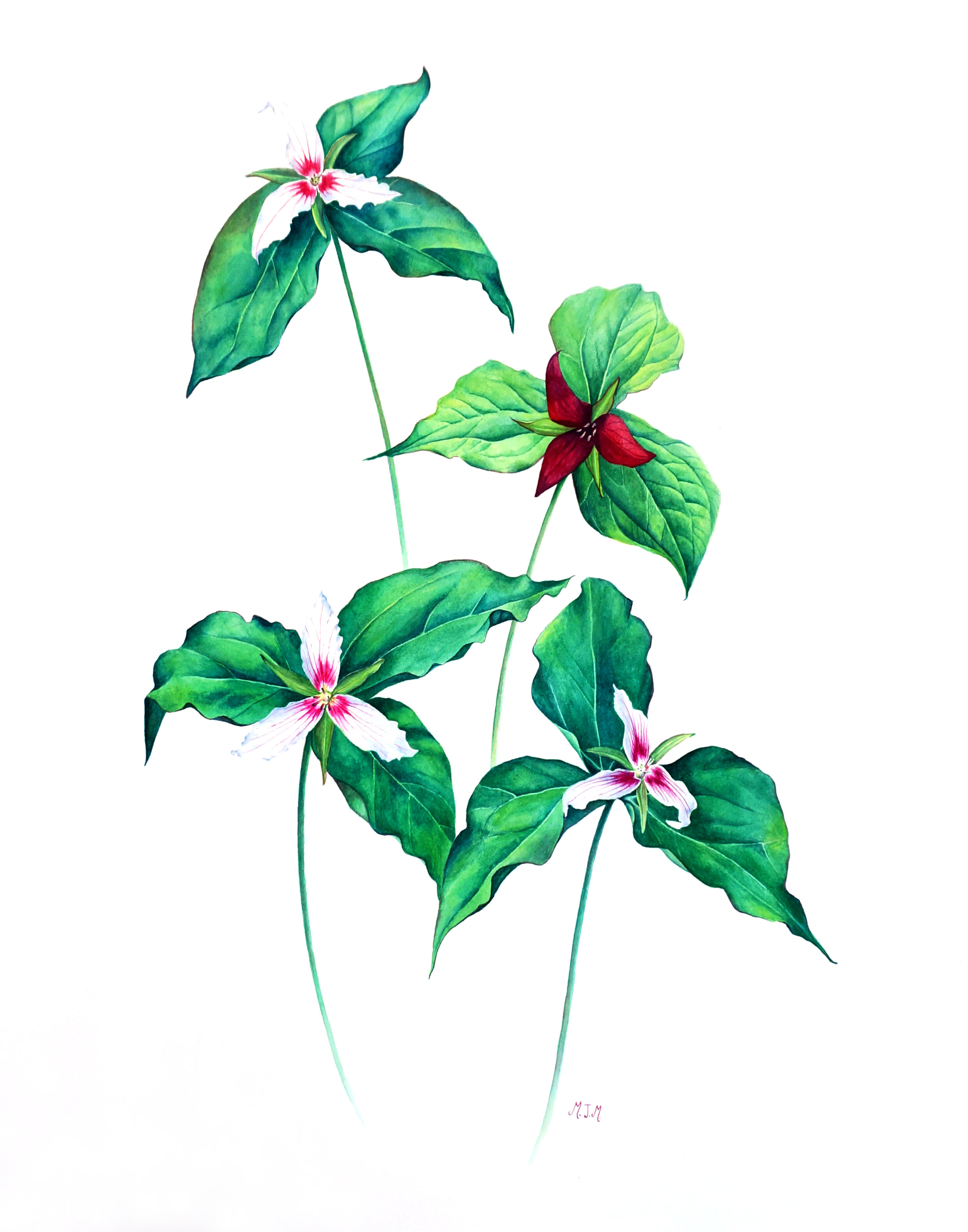 Trillium, Watercolor