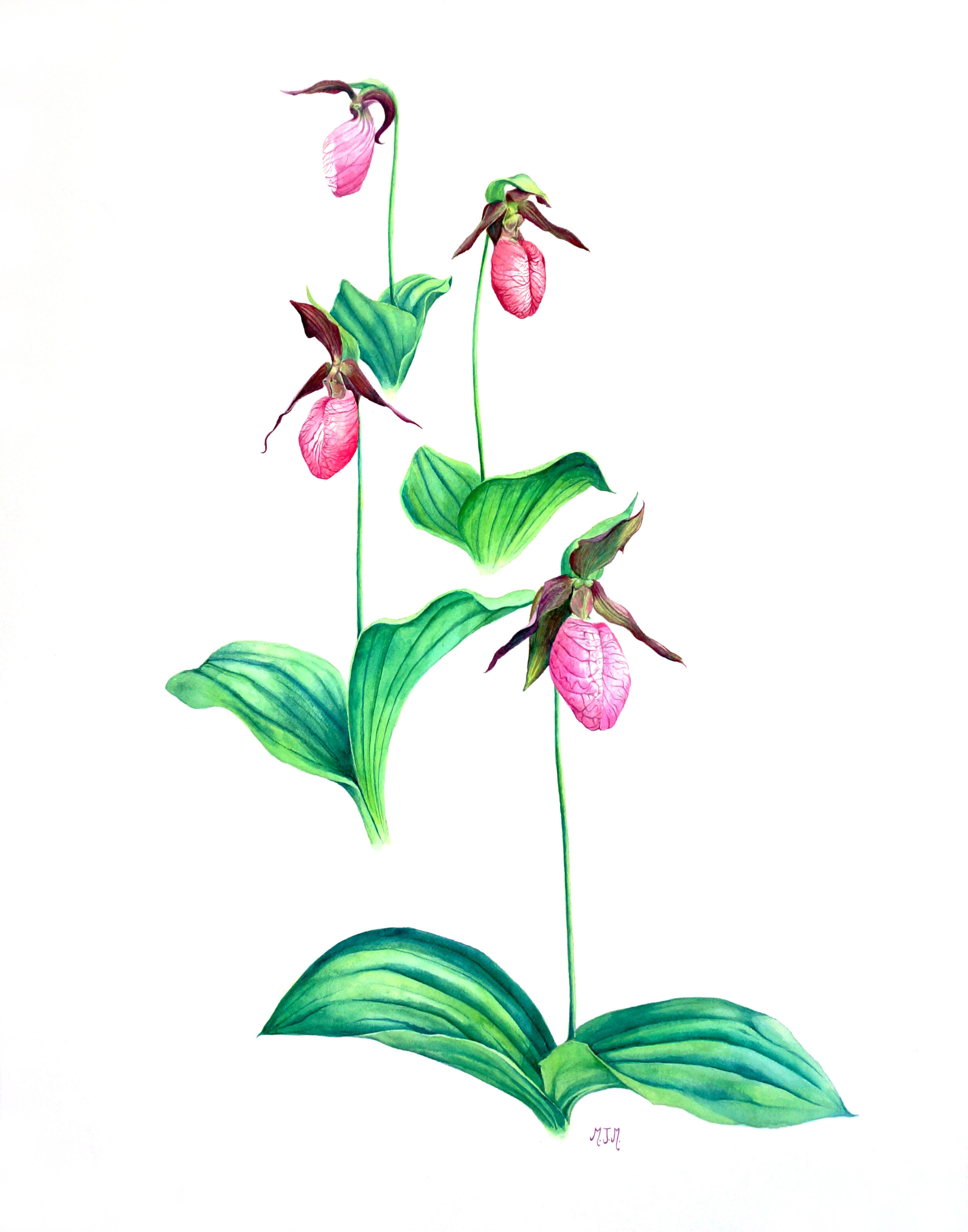 Ladyslipper, Watercolor