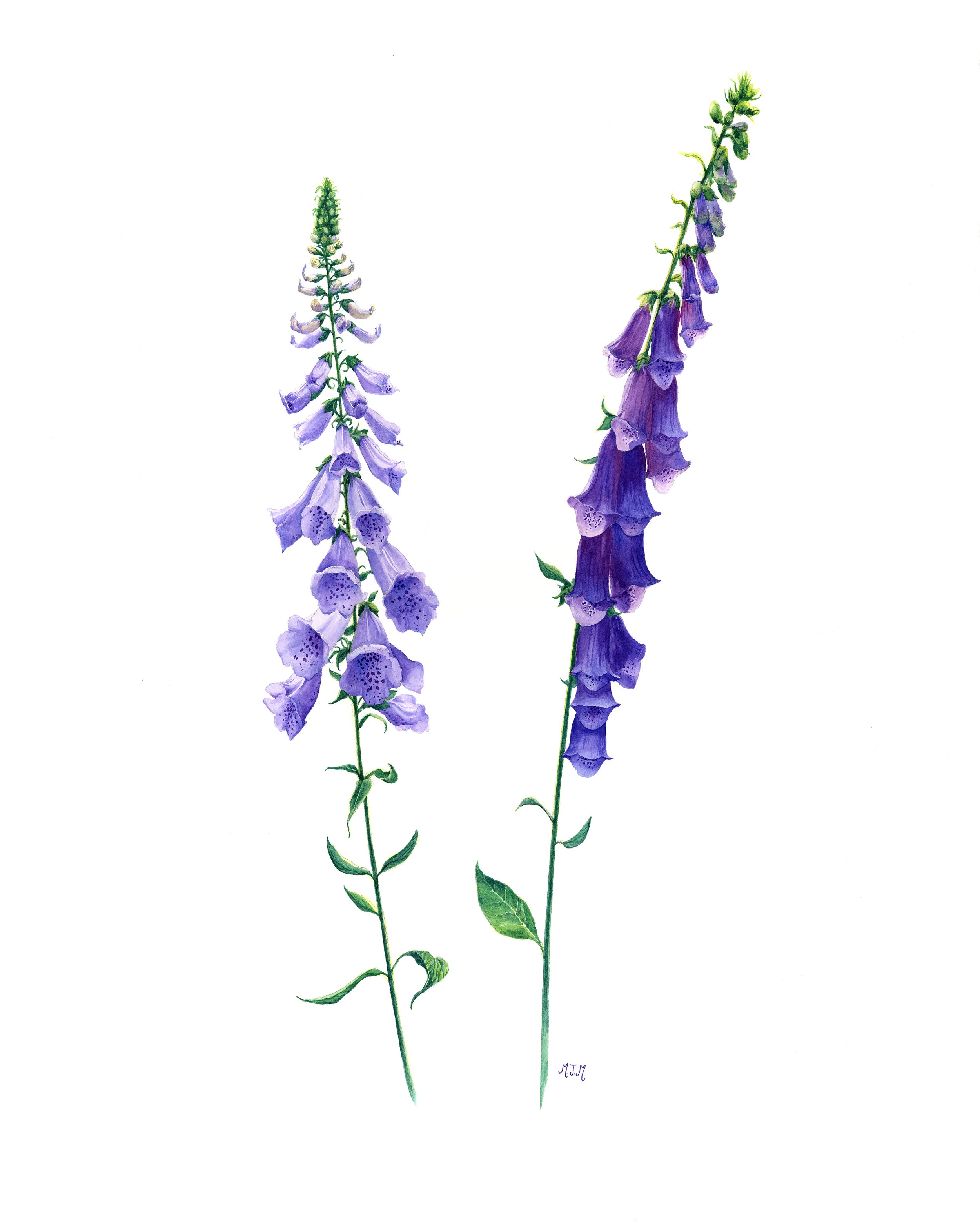 Foxgloves, Watercolor