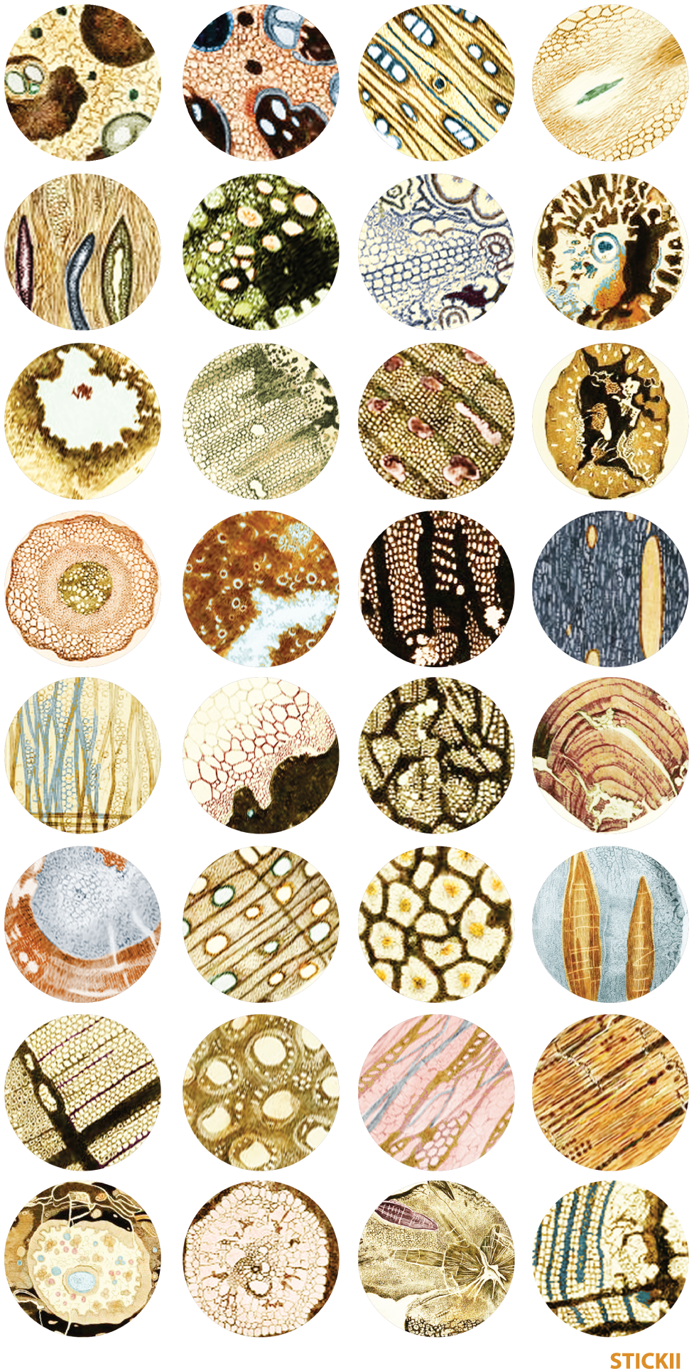 Microscope Slides