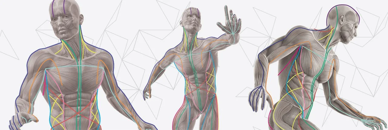 anatomy-slide-1280x431.jpg