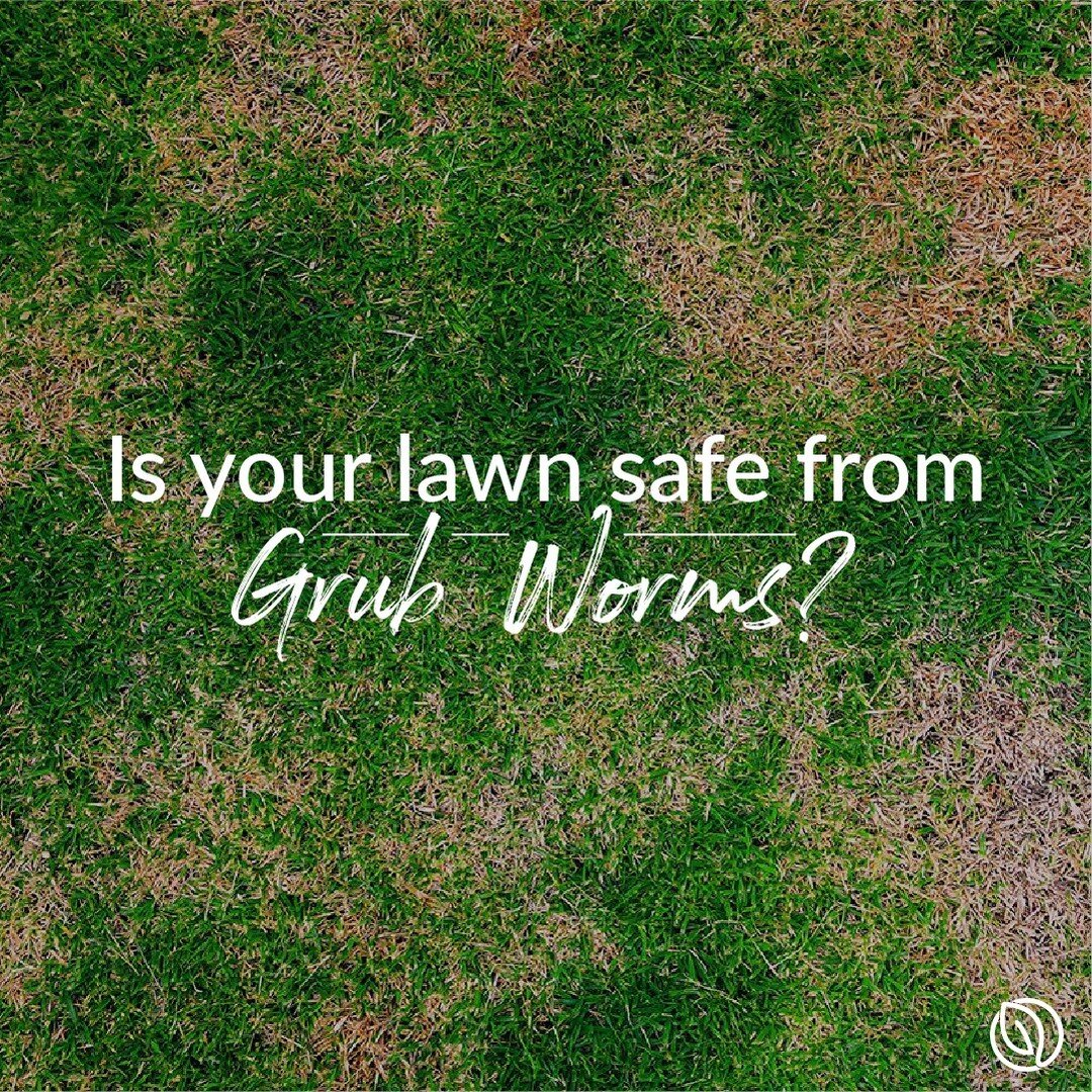 It is getting warmer and pests are appearing in the lawns. Grub worms  can cause issues for your lawn by attracting moles. Call today and add the grub program to your services.