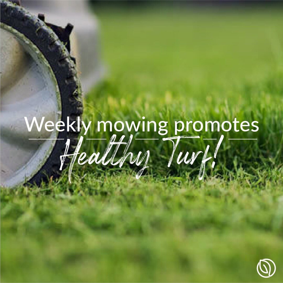 Mowing season is well under way! Did you know that your mowing frequency greatly impacts your weed control? Weekly mowing promotes good turf growth and a good thick turf along with our lawn program provides the best results for weed control.