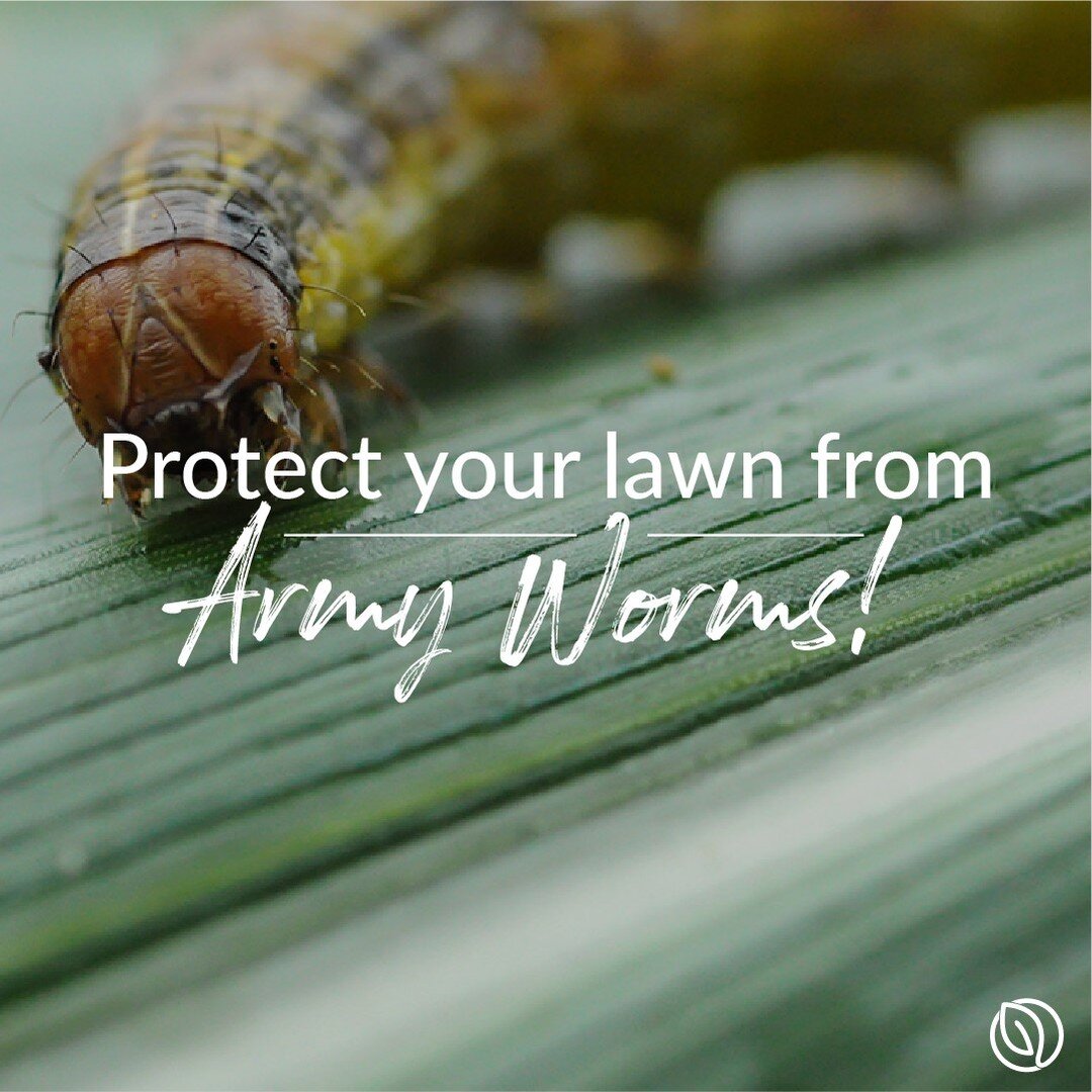 Army worms are a threat to any lawn and can arrive in the late summer in the Southern part of the US. They can damage a lawn very quickly, typically within days. If you see any evidence, contact us today to schedule a treatment.