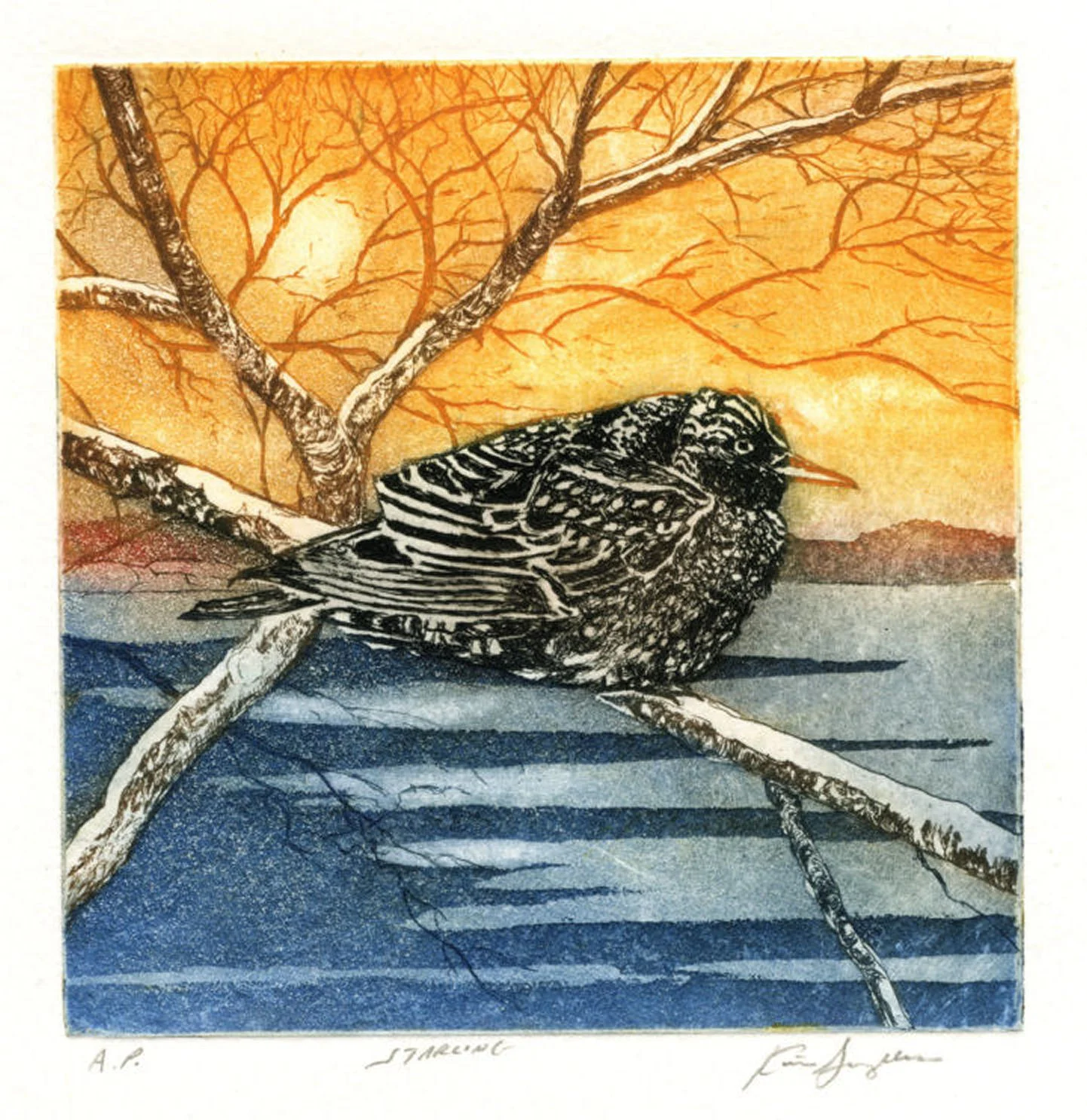 Starling, etching and aquatint