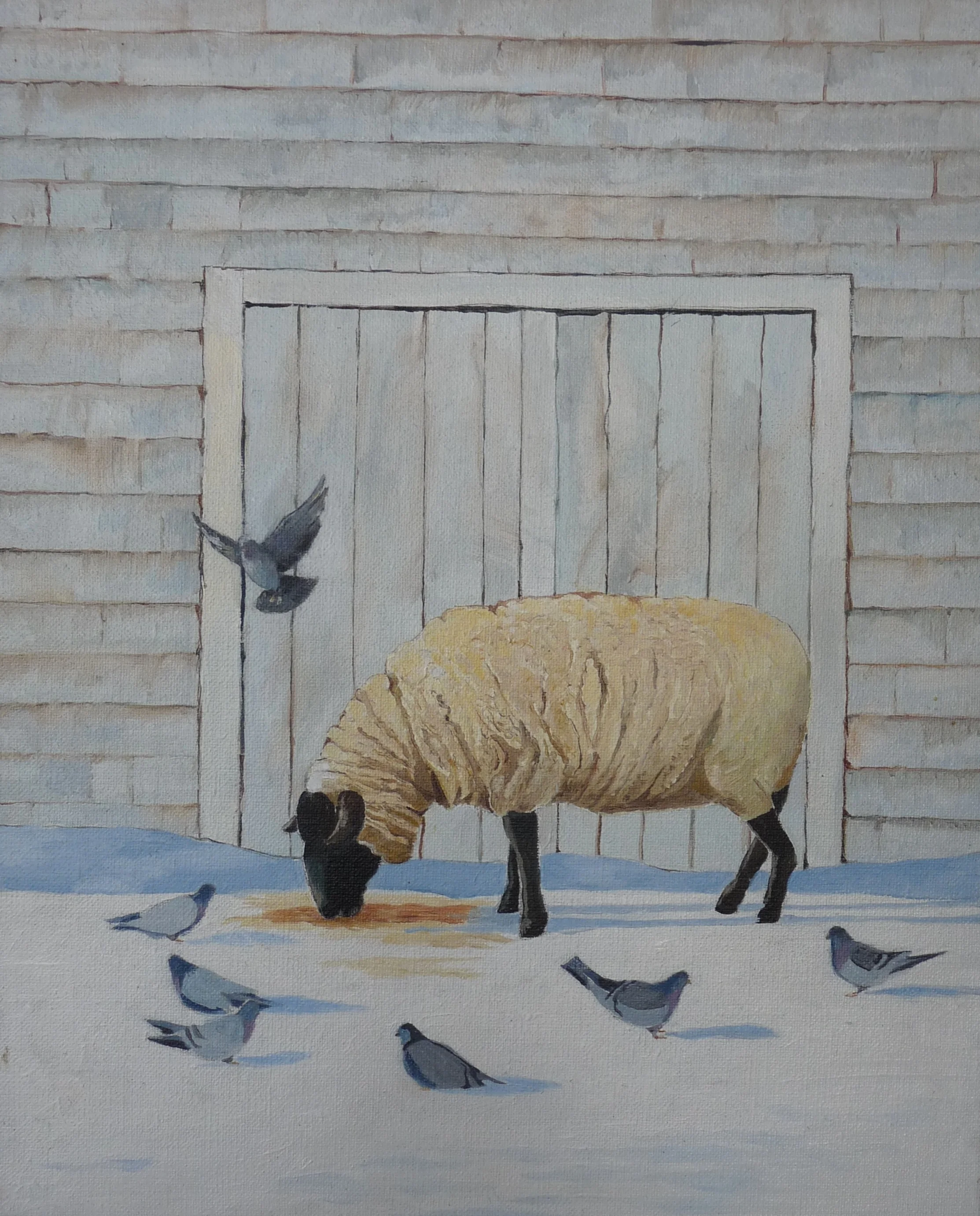sheep by shed