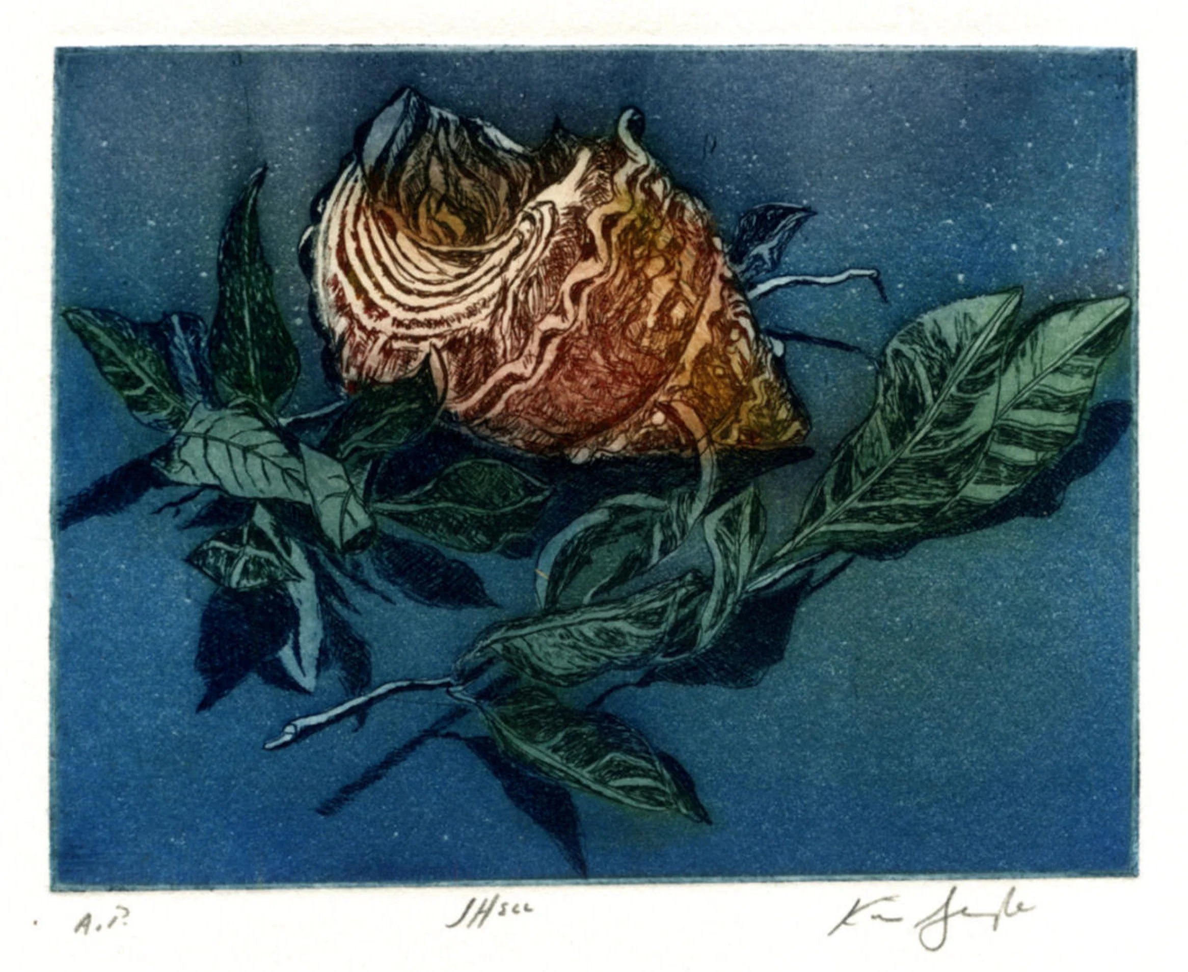 shell