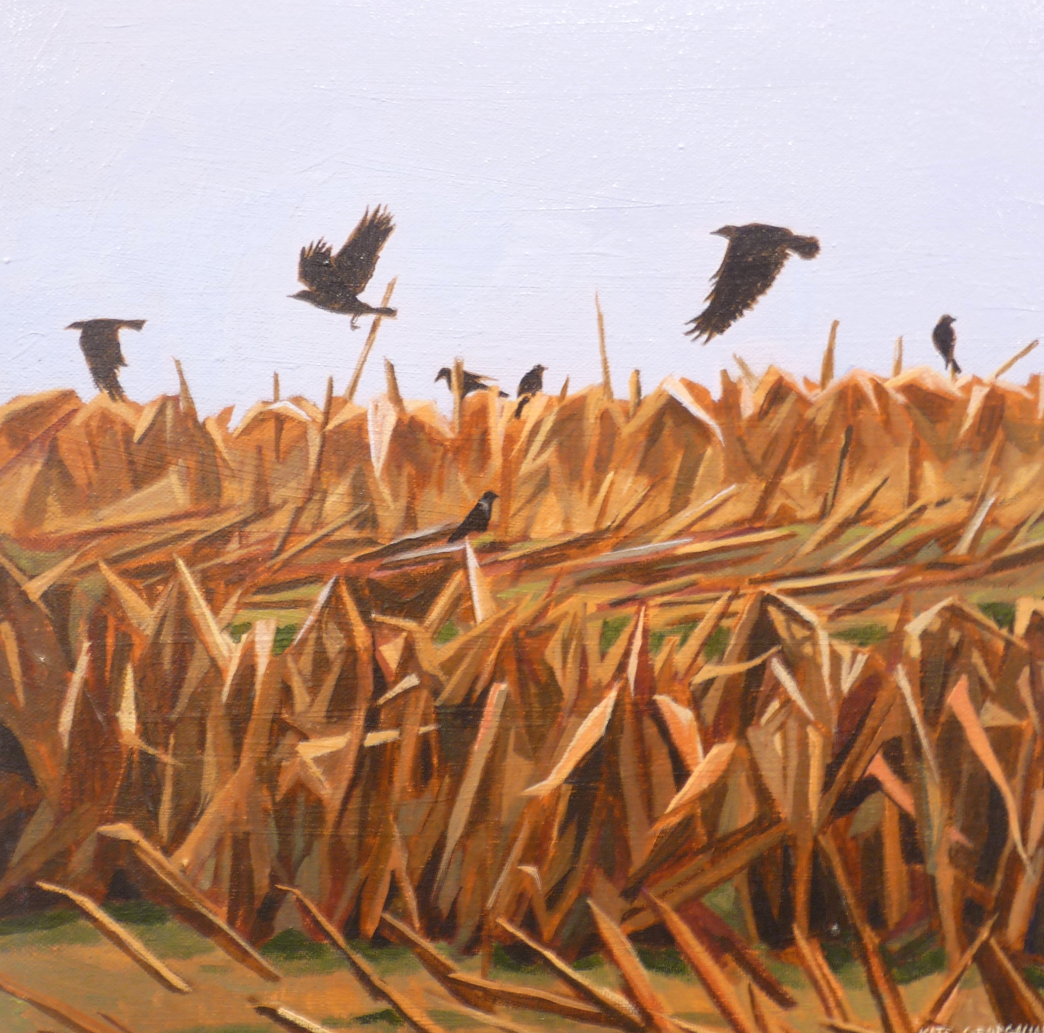Crows in Corn Field, acrylic 12" x 12"