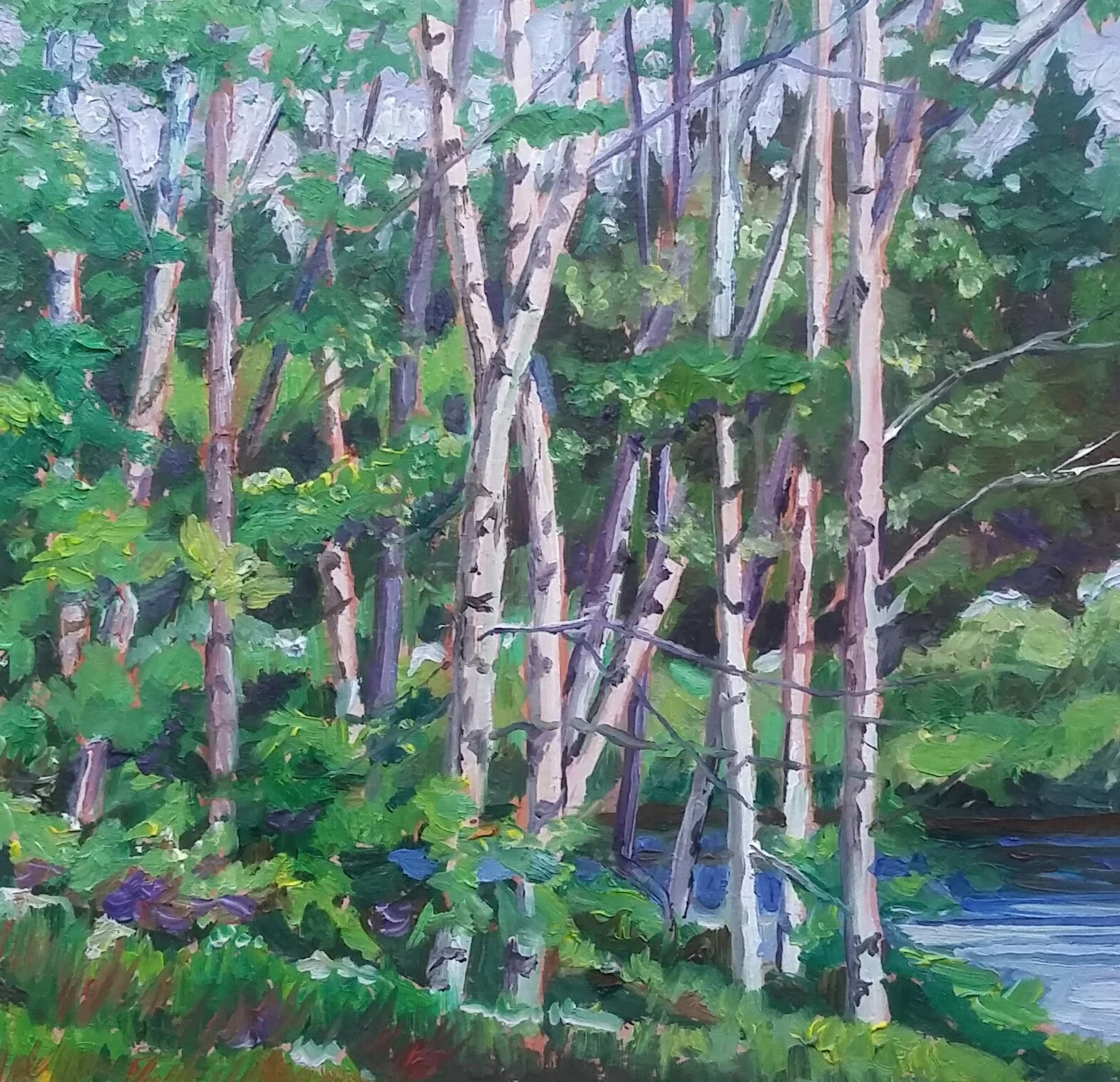 birch trees, by the south river