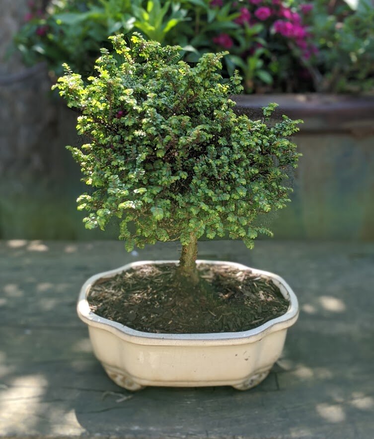 bonsai02.jpg