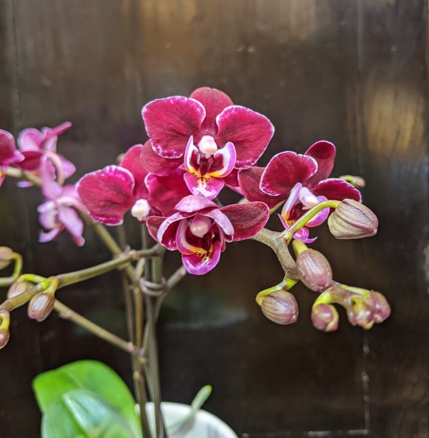 orchid_001.jpg