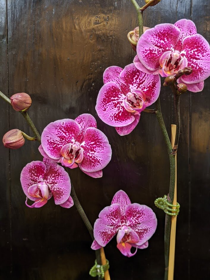 orchid_01.jpg