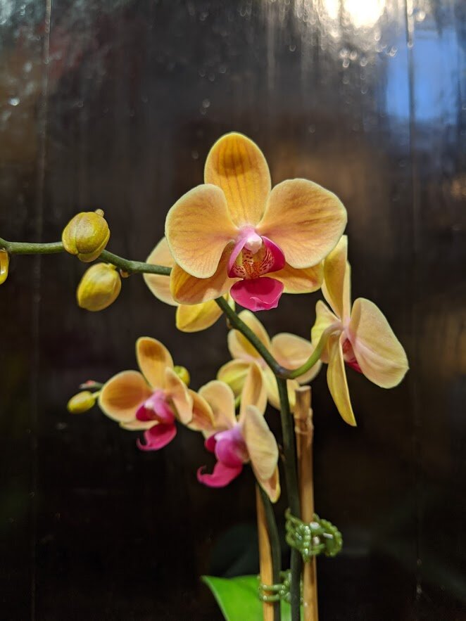 orchid_002.jpg