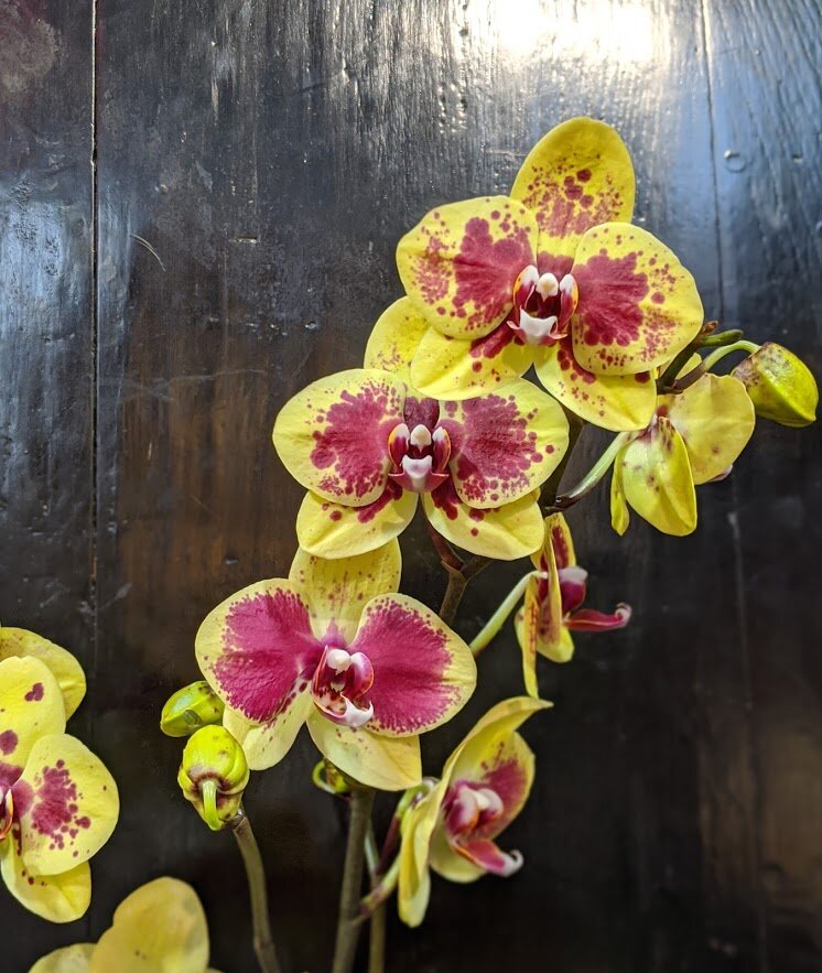 orchid_03.jpg