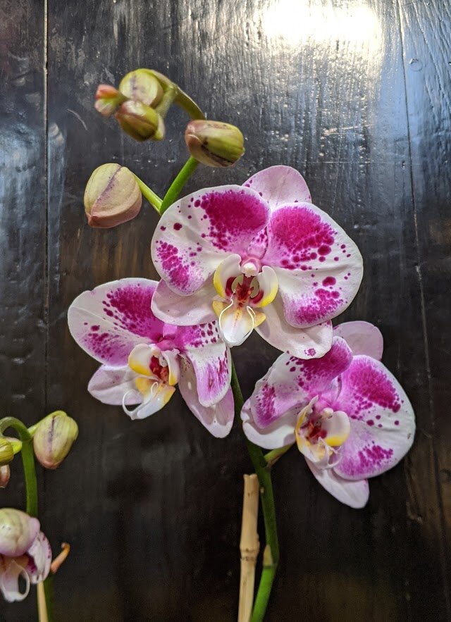 orchid_04.jpg