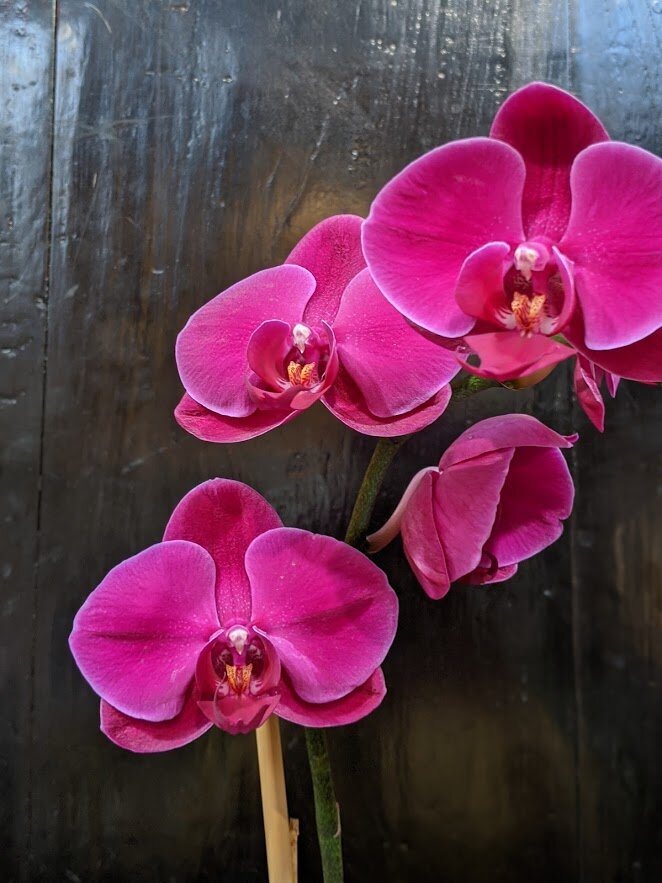 orchid_05.jpg