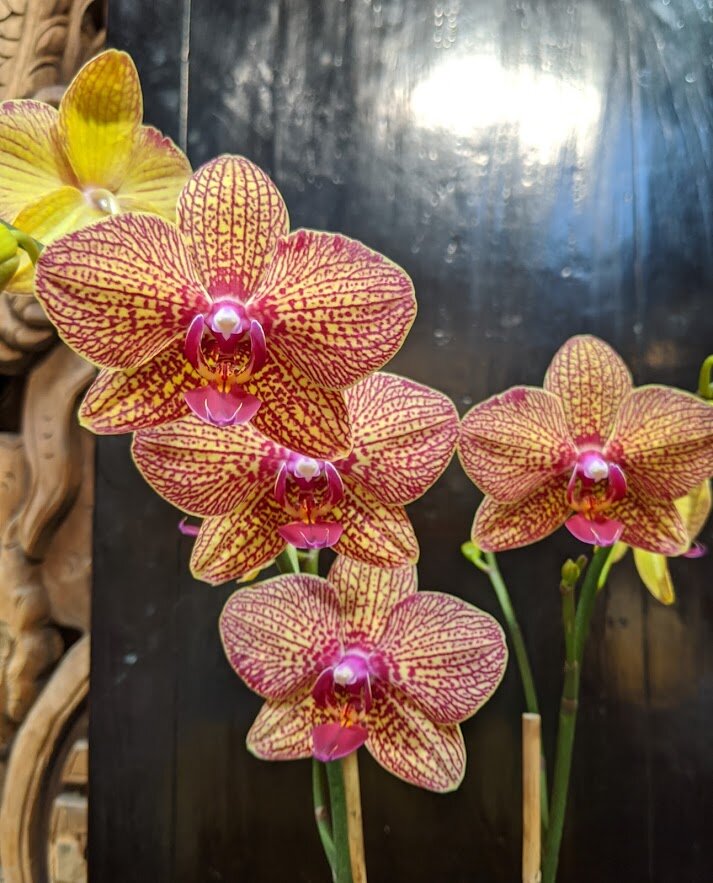 orchid_08.jpg