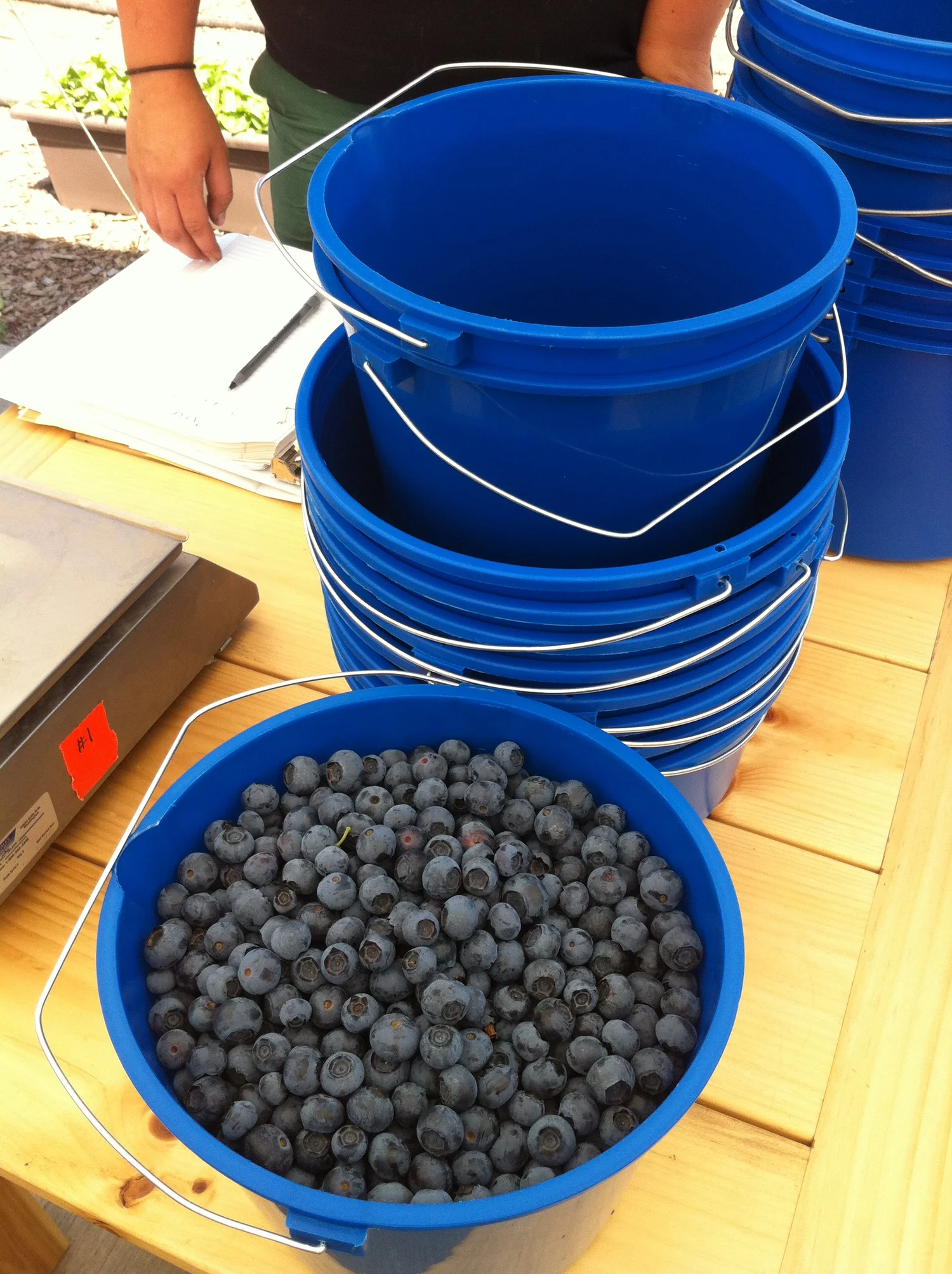 Upick — Minto Island Growers