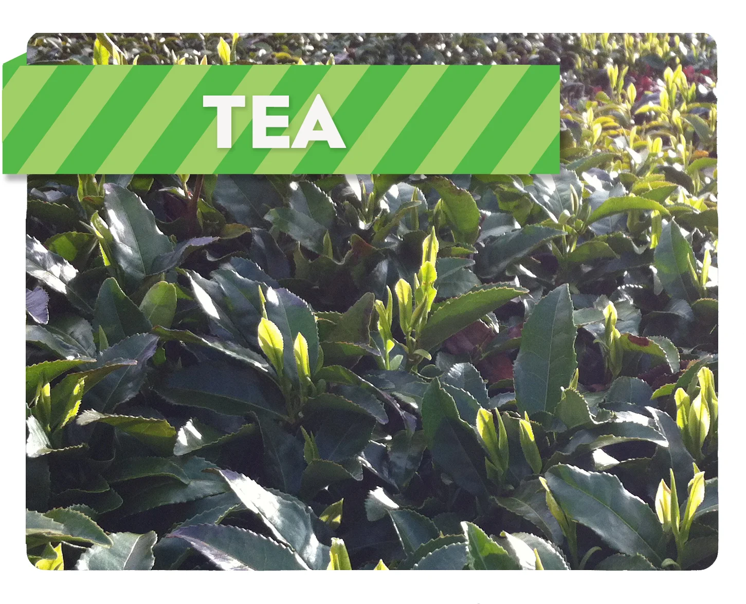 Minto Island Growers