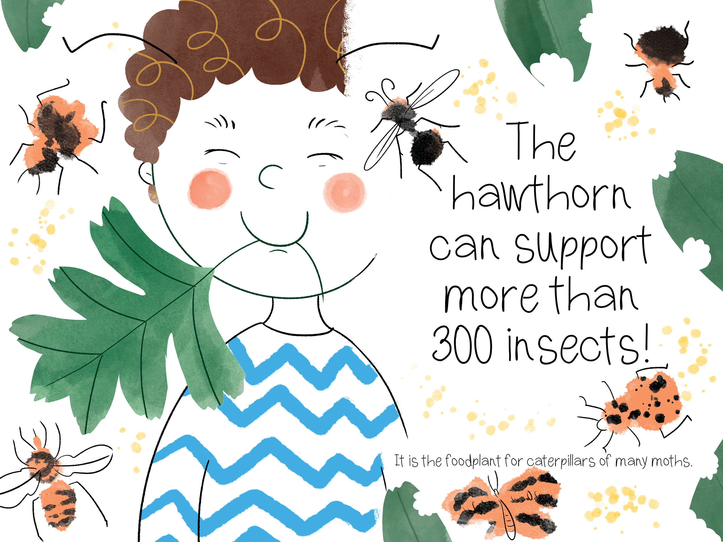 hawthorn.jpg