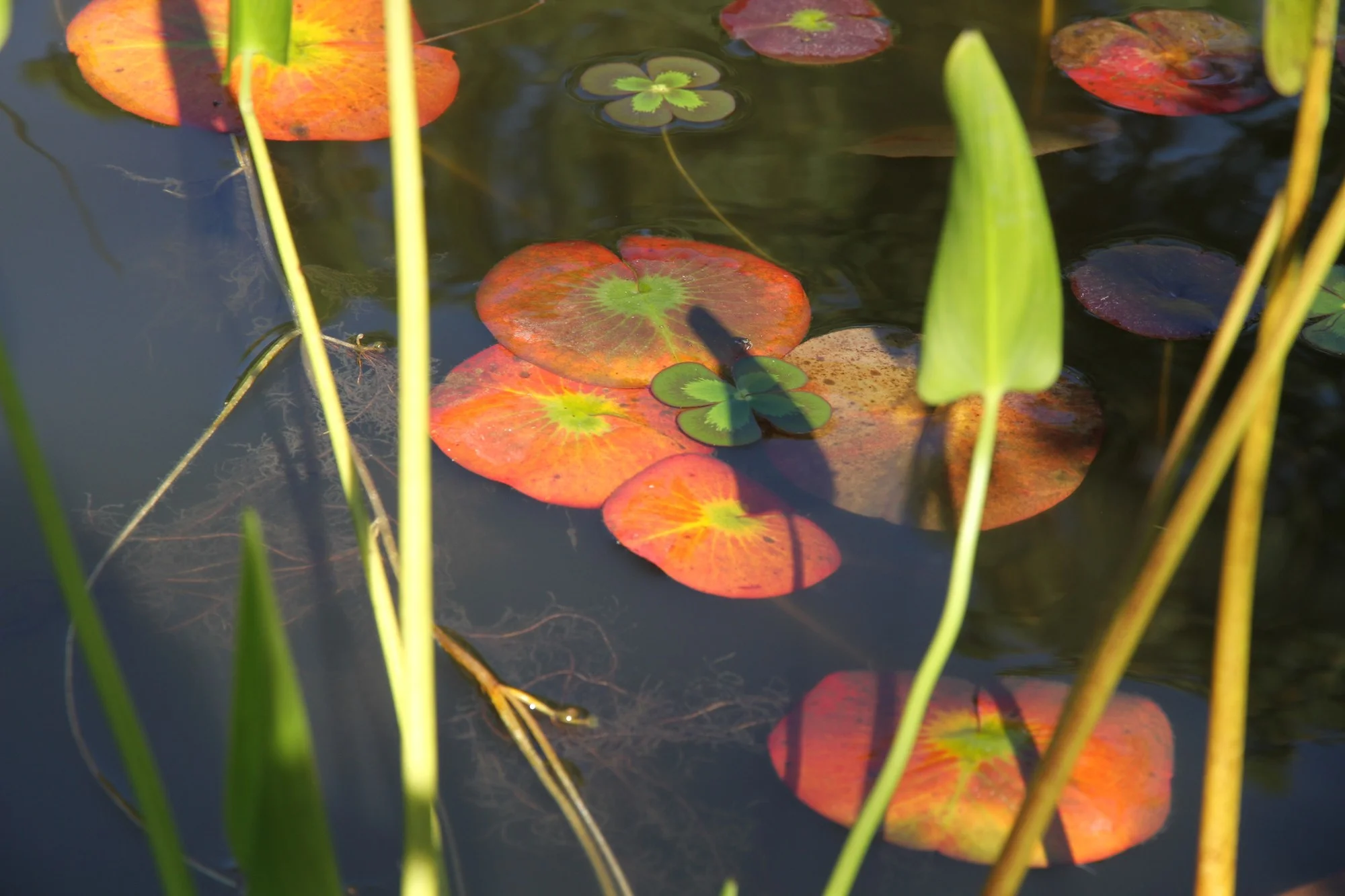 7A. Lily pads