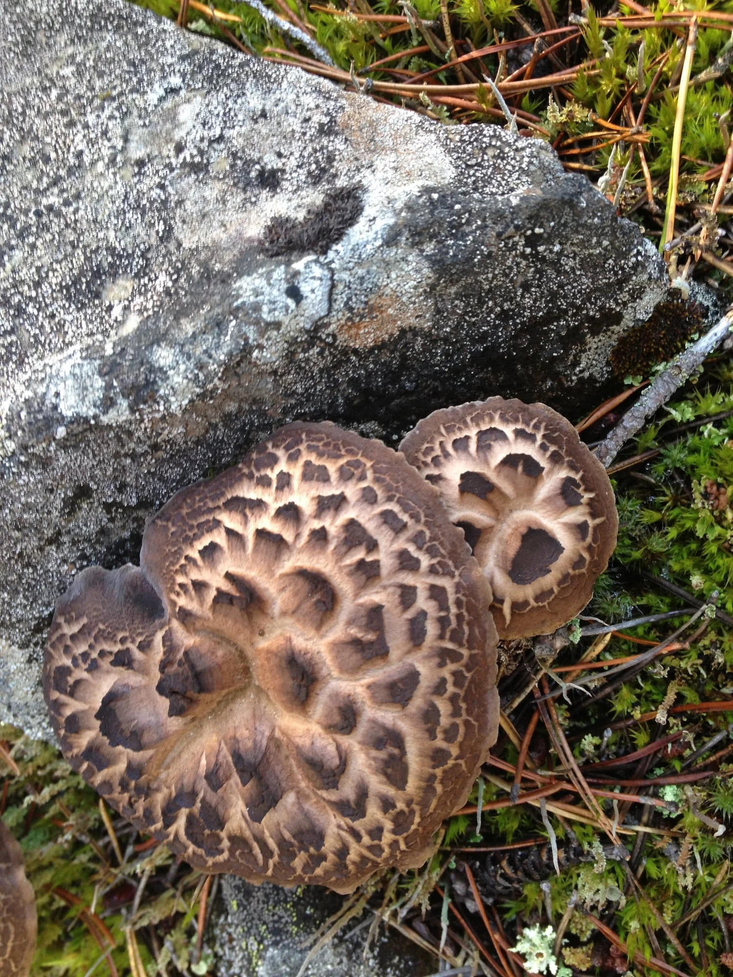 9A. Mushrooms