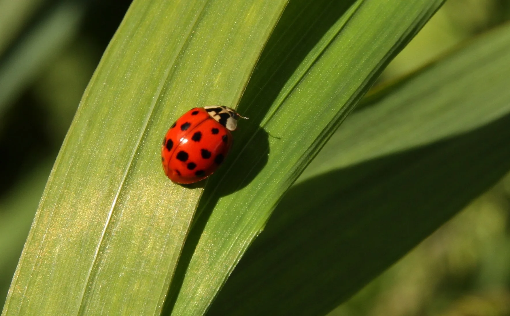 22A. Ladybug