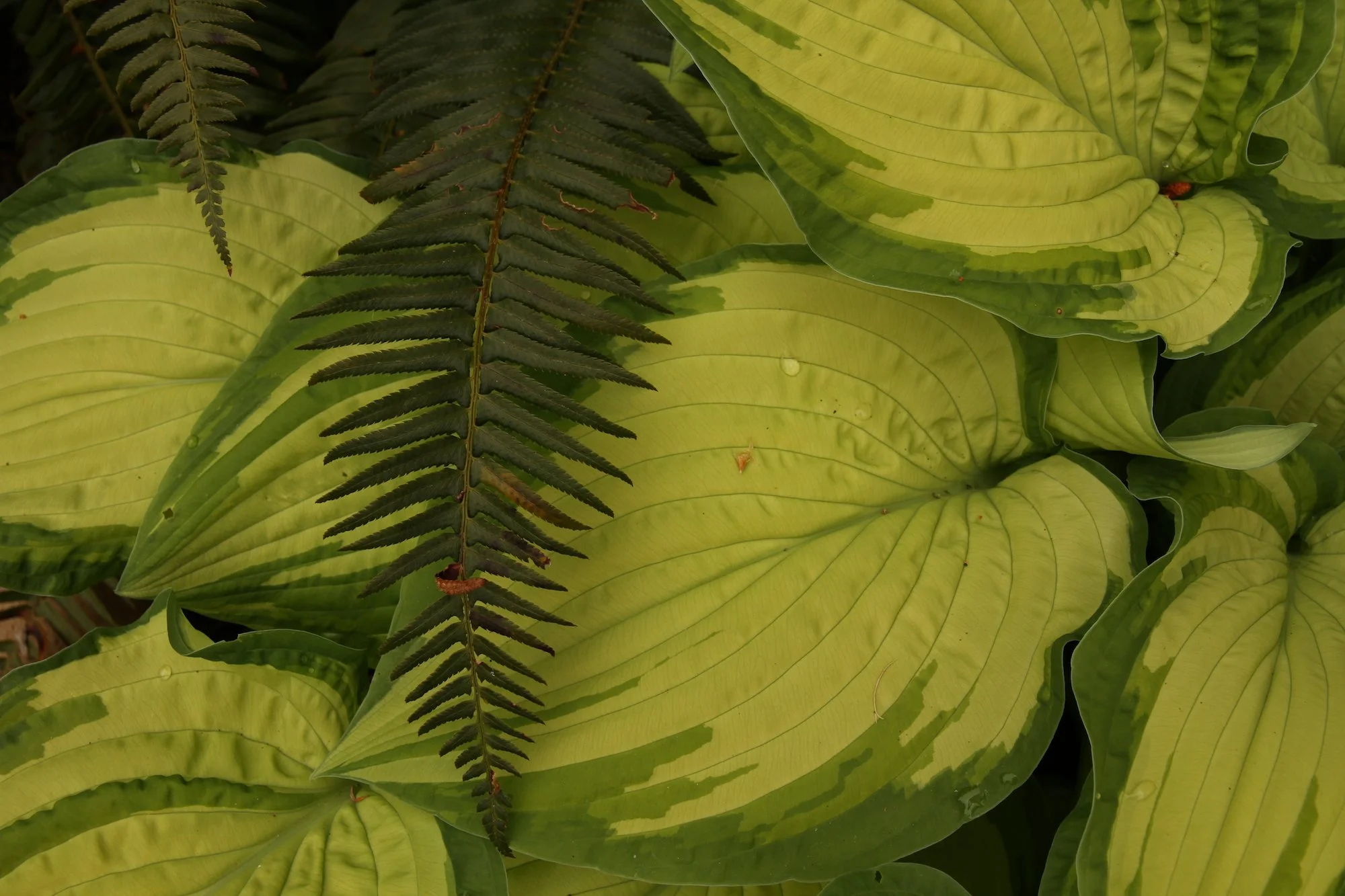 15A. Hosta & fern