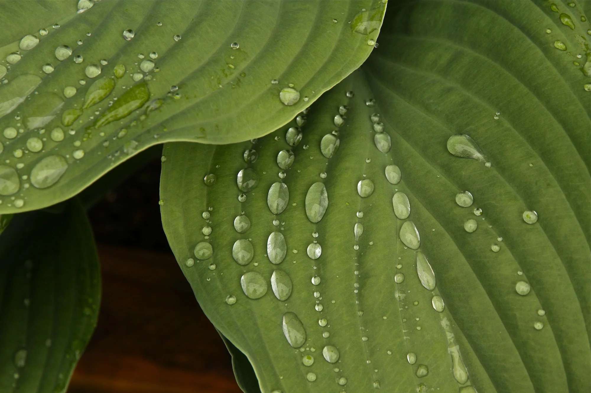 23A. Raindrops on leaves