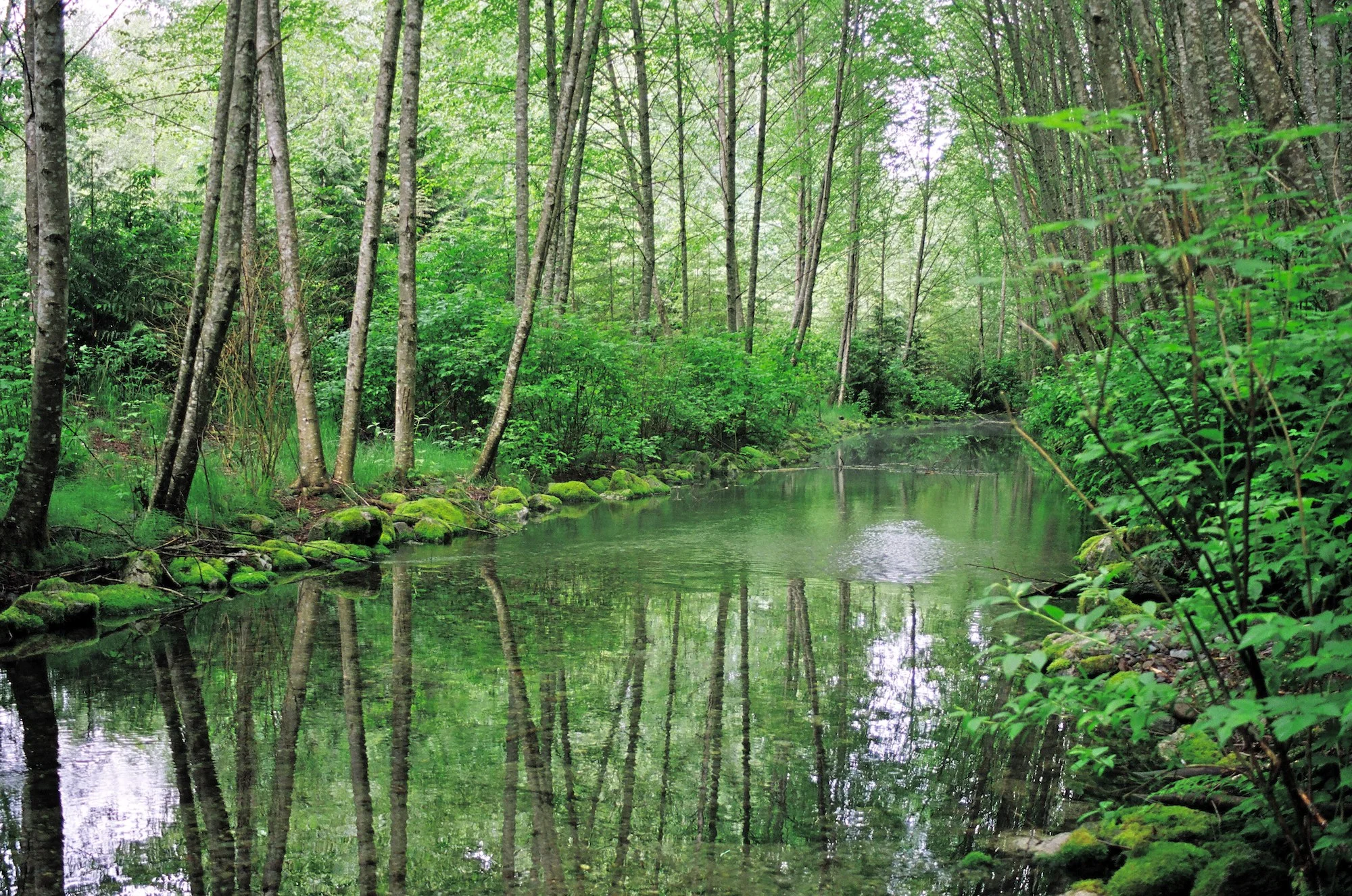 50. Green Stream
