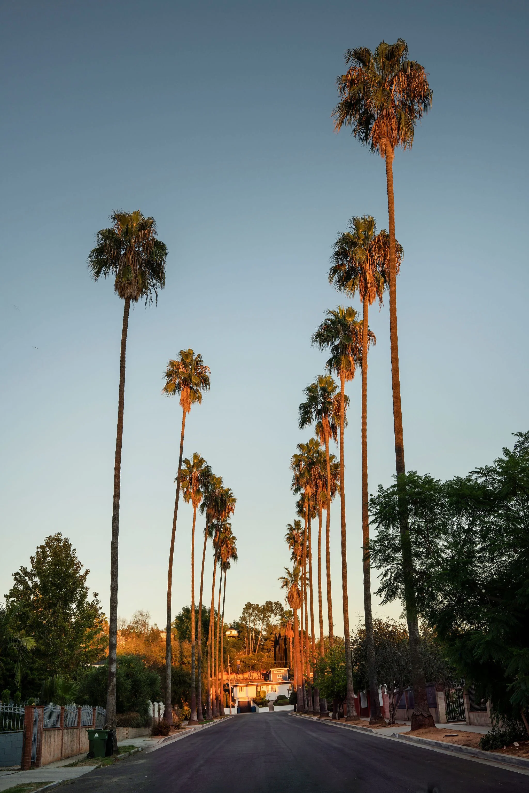 Tall palm trees line a residential street in Eagle Rock, Los Angeles, photographed in warm evening light near 1597 Fair Park Avenue.
