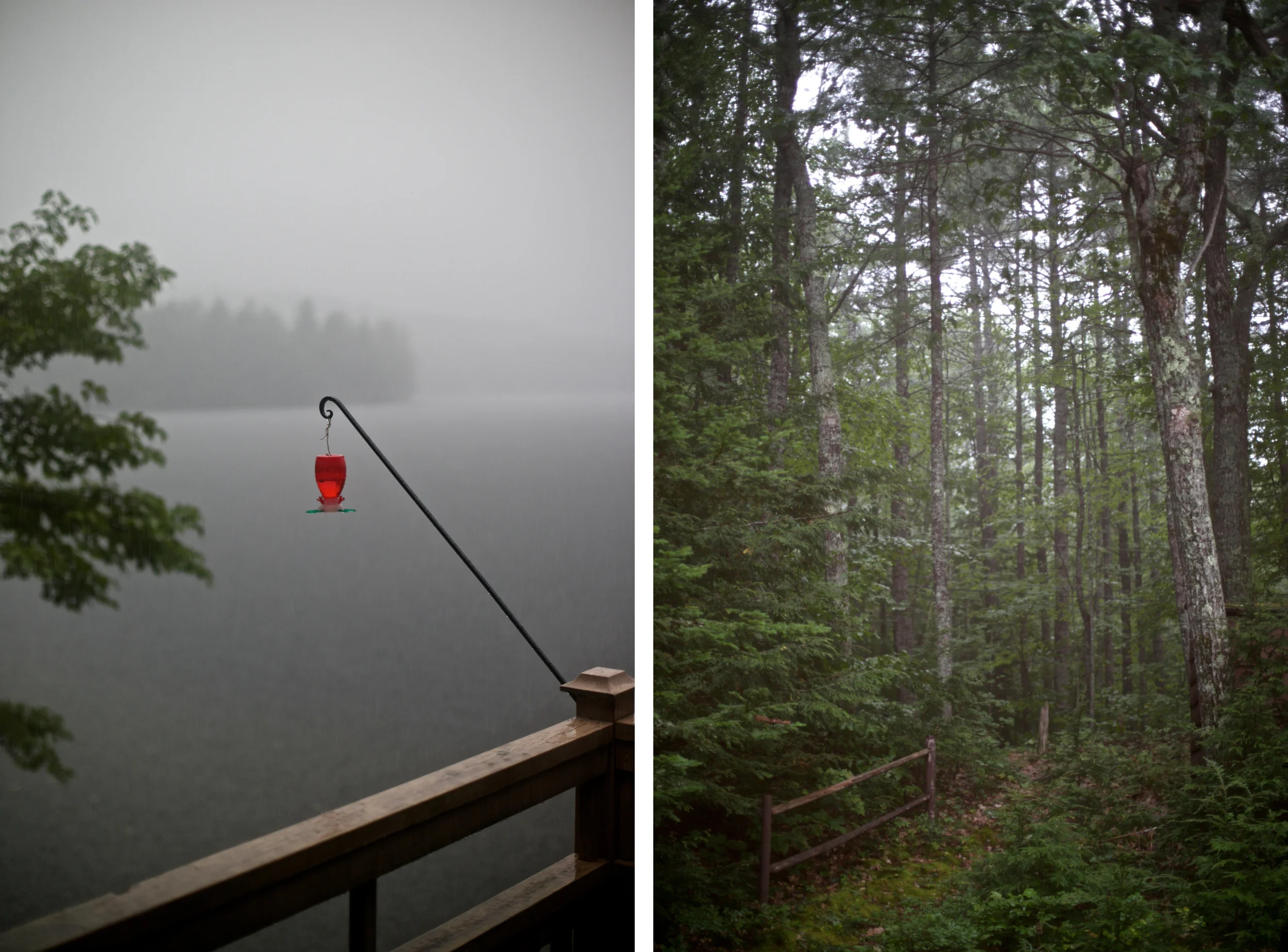 woods maine.jpg