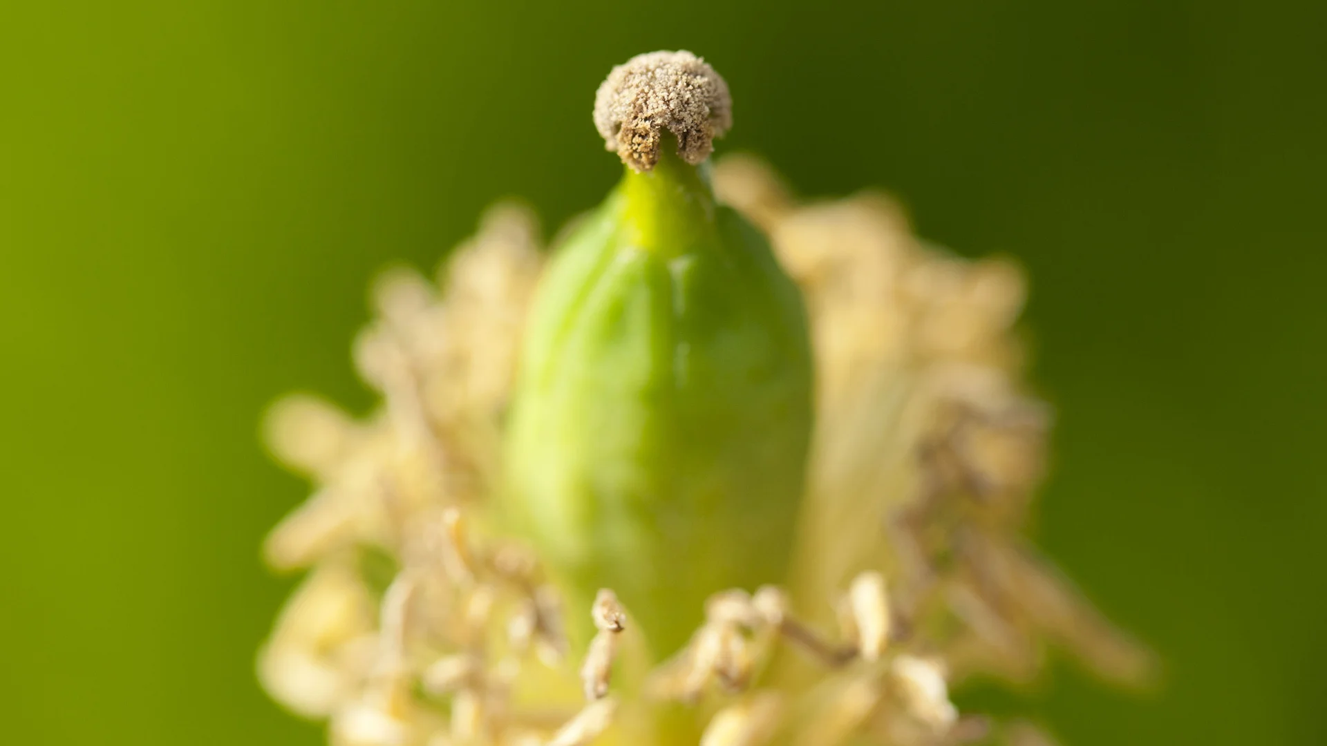 2011-flowers-6.jpg