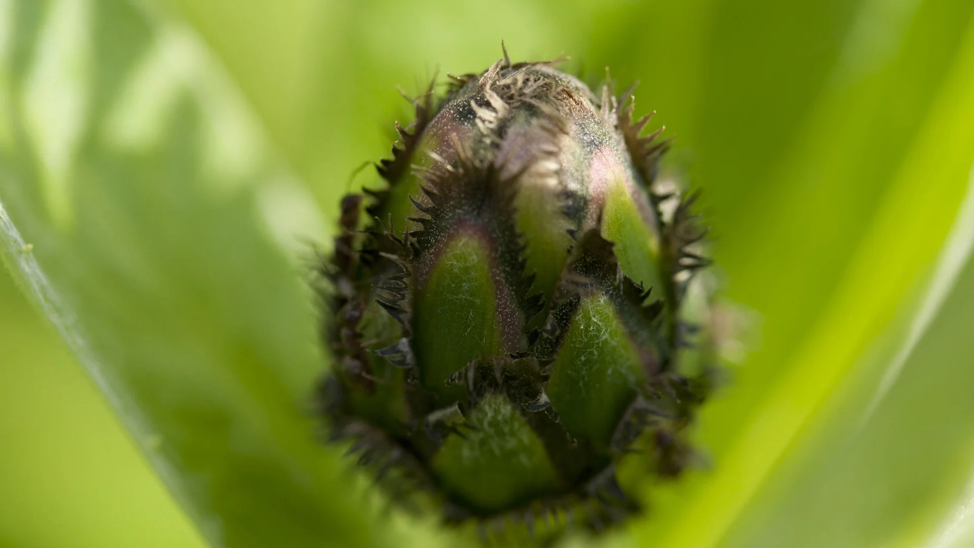 2011-flowers-5.jpg
