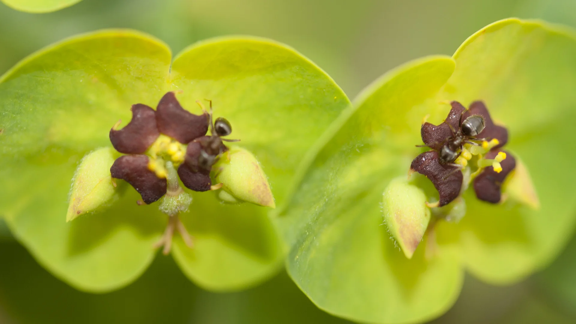 2011-flowers-4.jpg