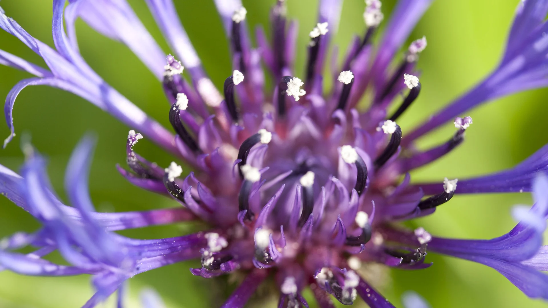 2011-flowers-3.jpg
