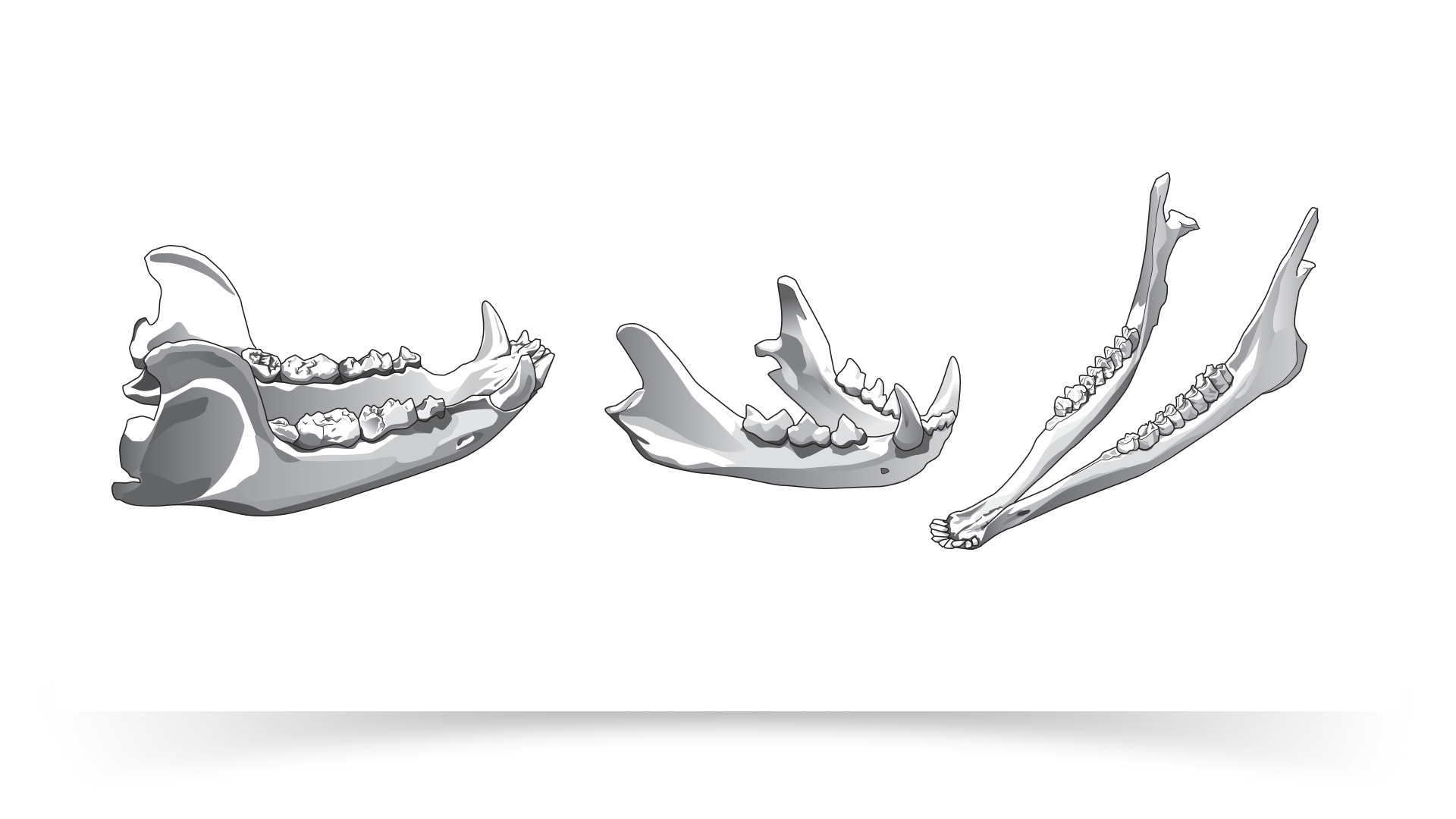 Animal Jaw Bones
