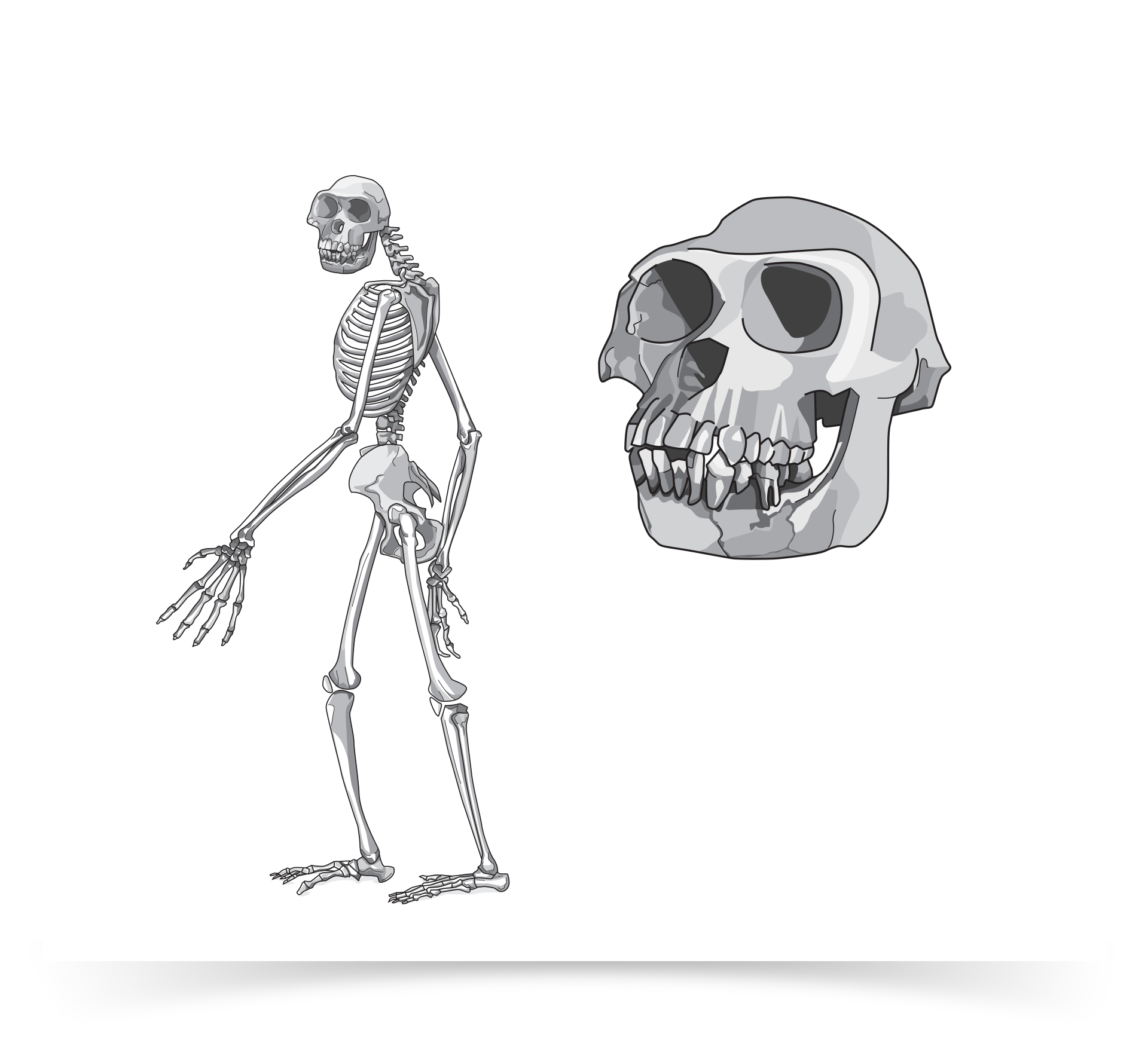 skull-01.png
